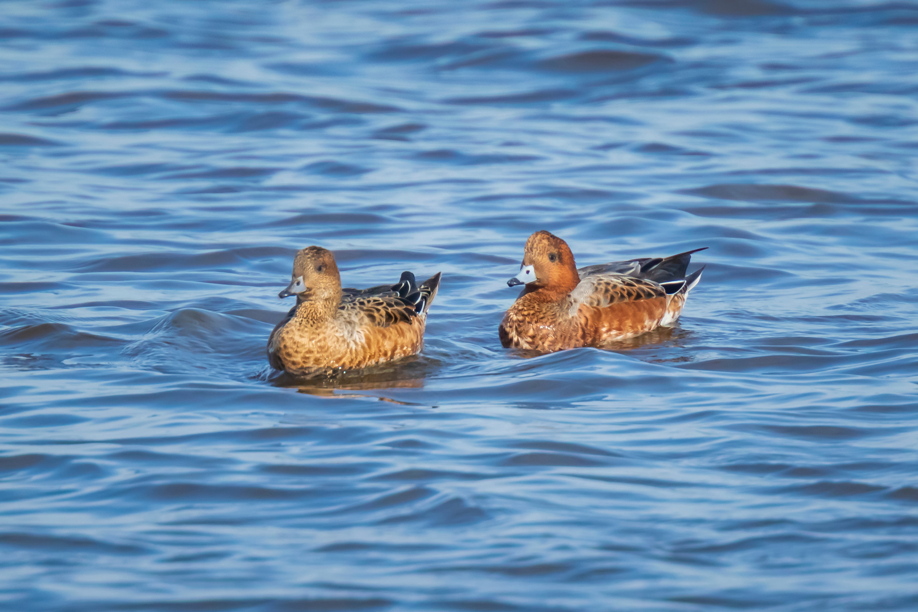 Eurasian wigeons