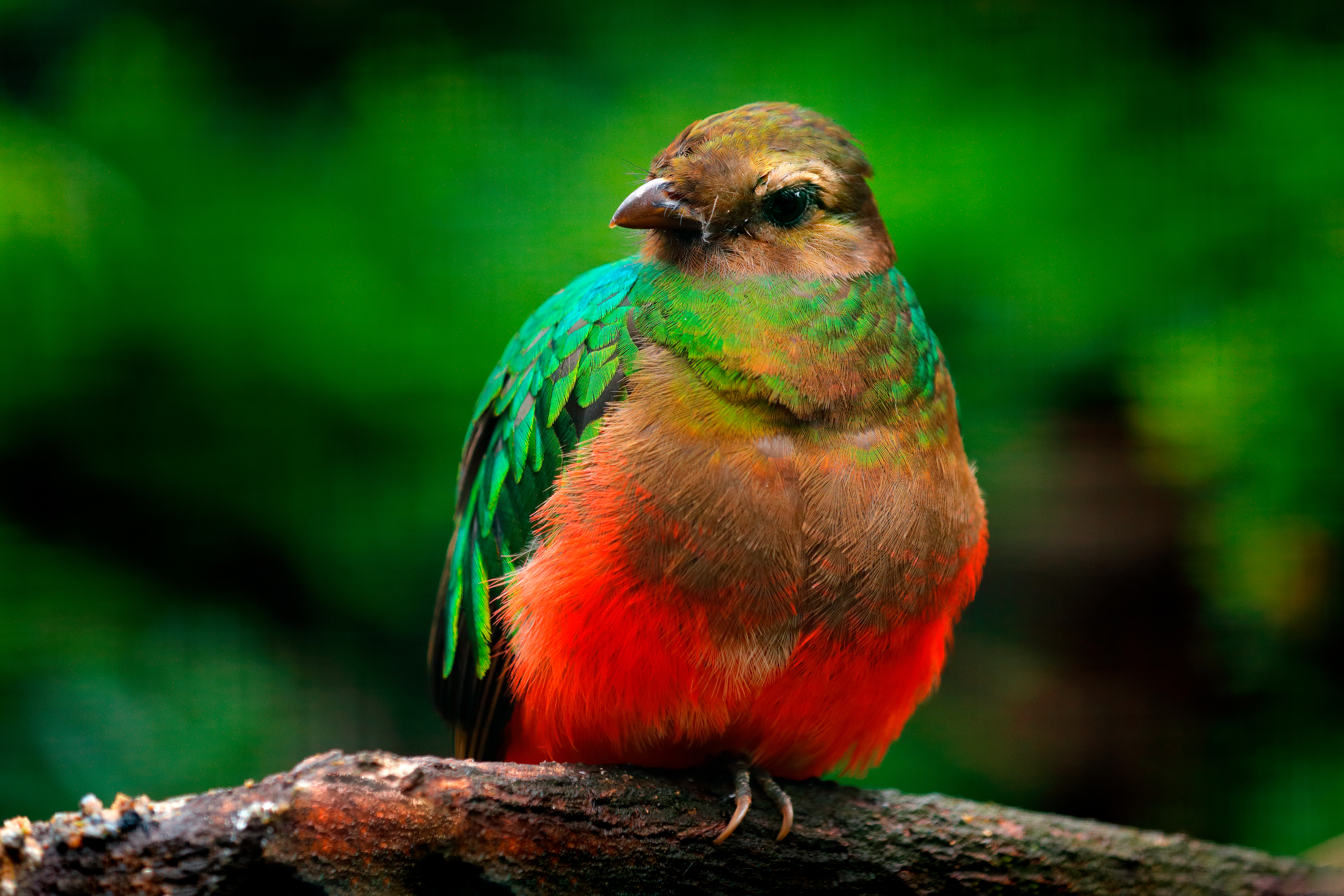 Golden-headed quetzal