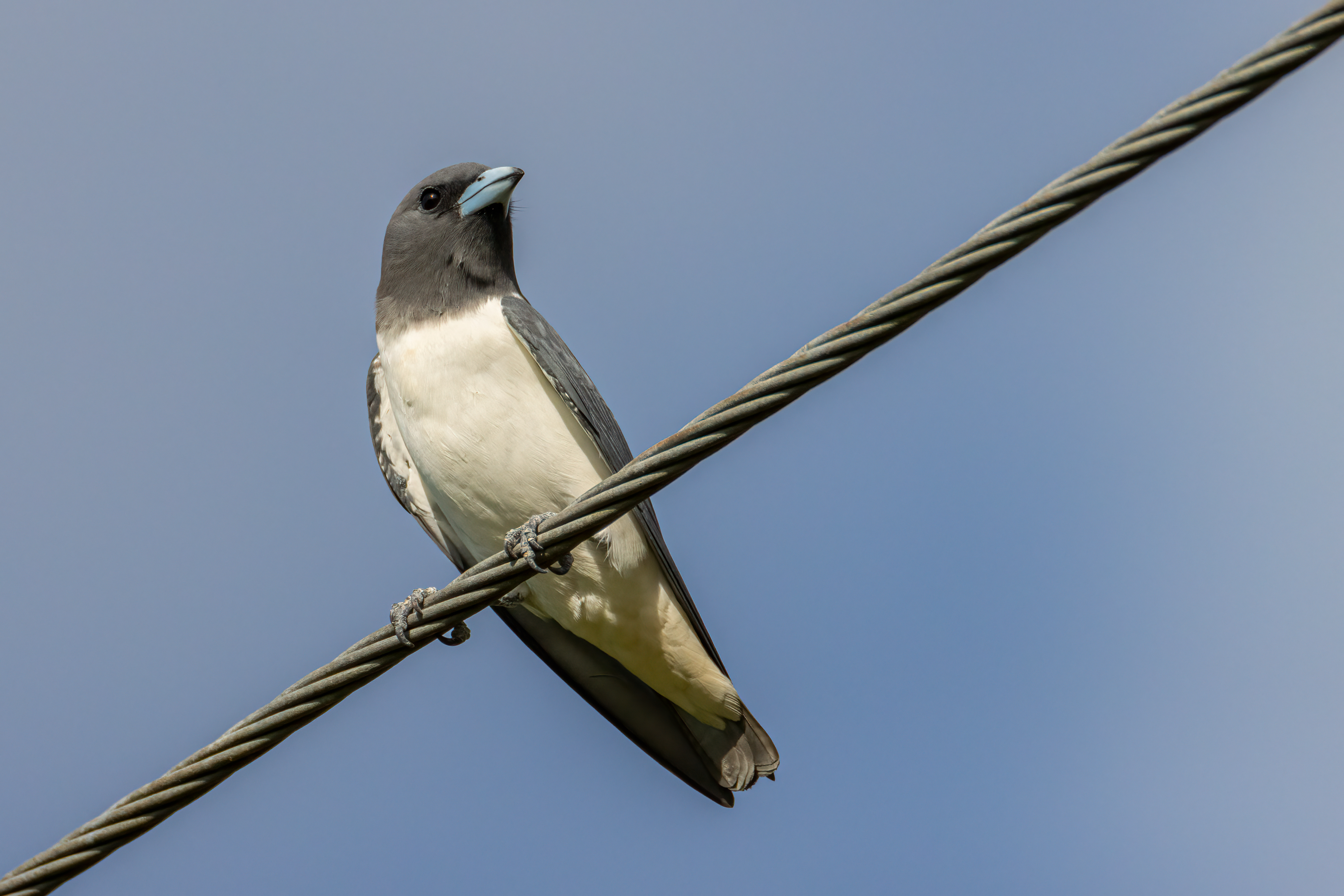 White-breasted wood swallow