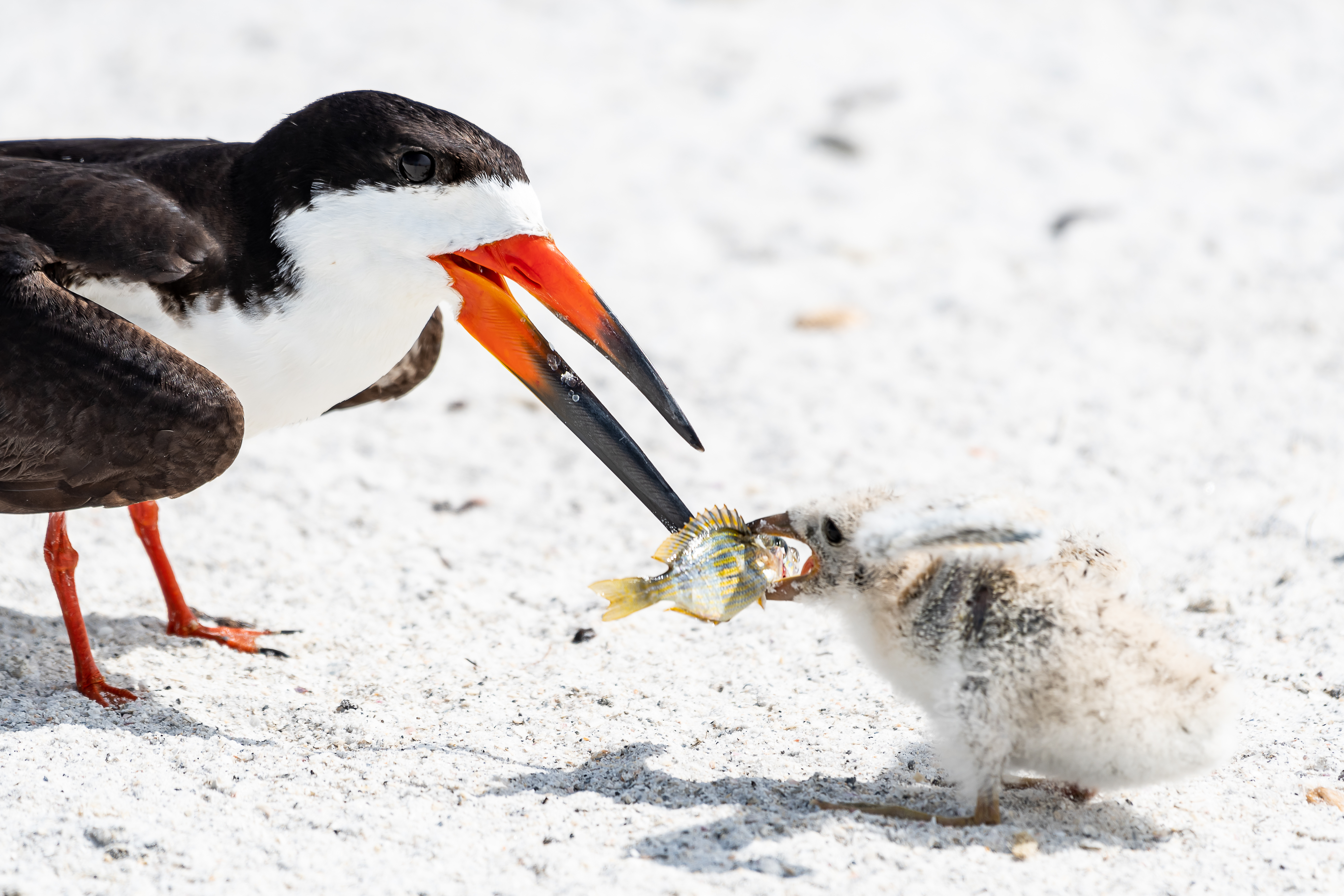 Black skimmer and chick