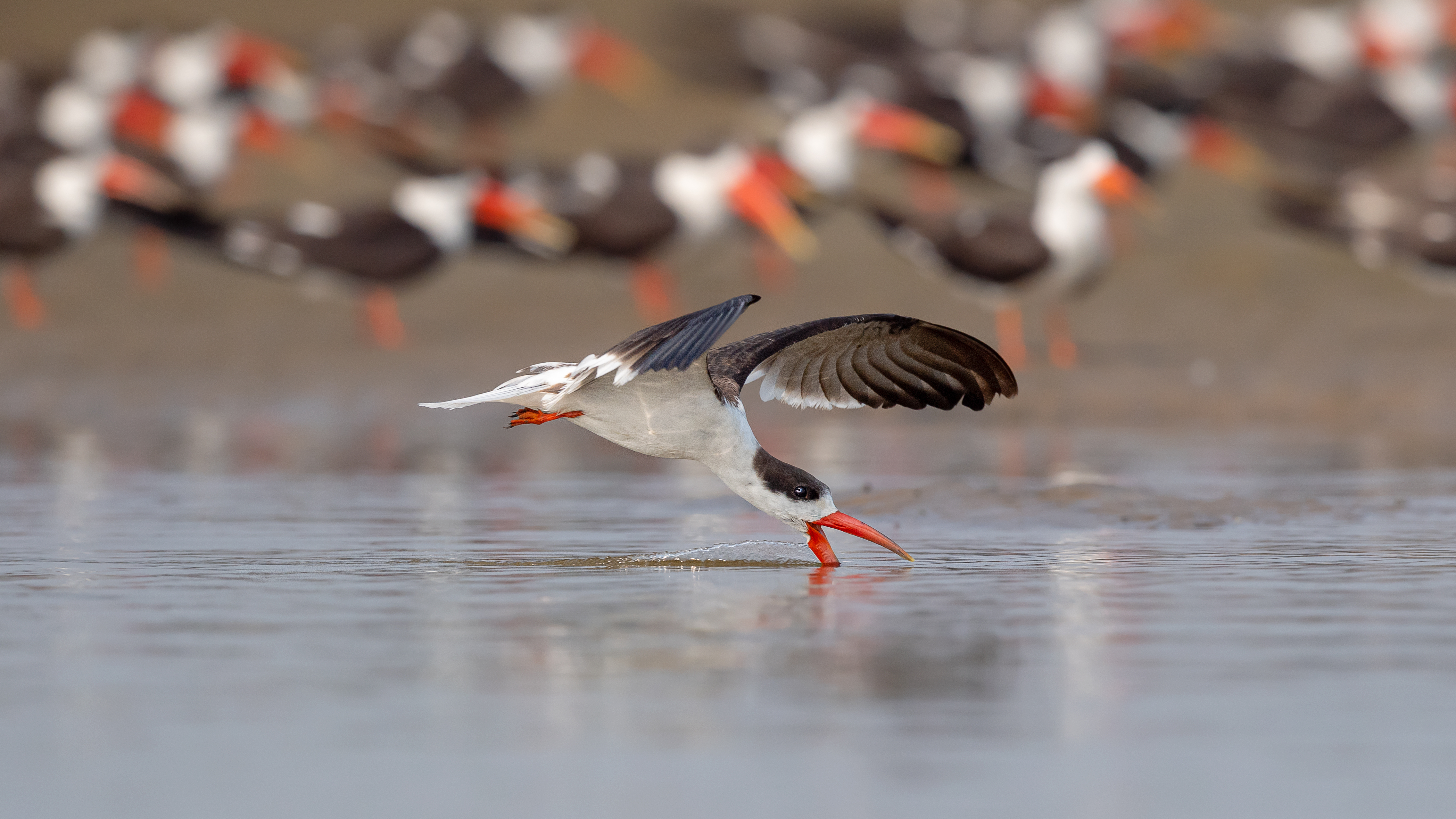 Skimmer skimming the water's surface