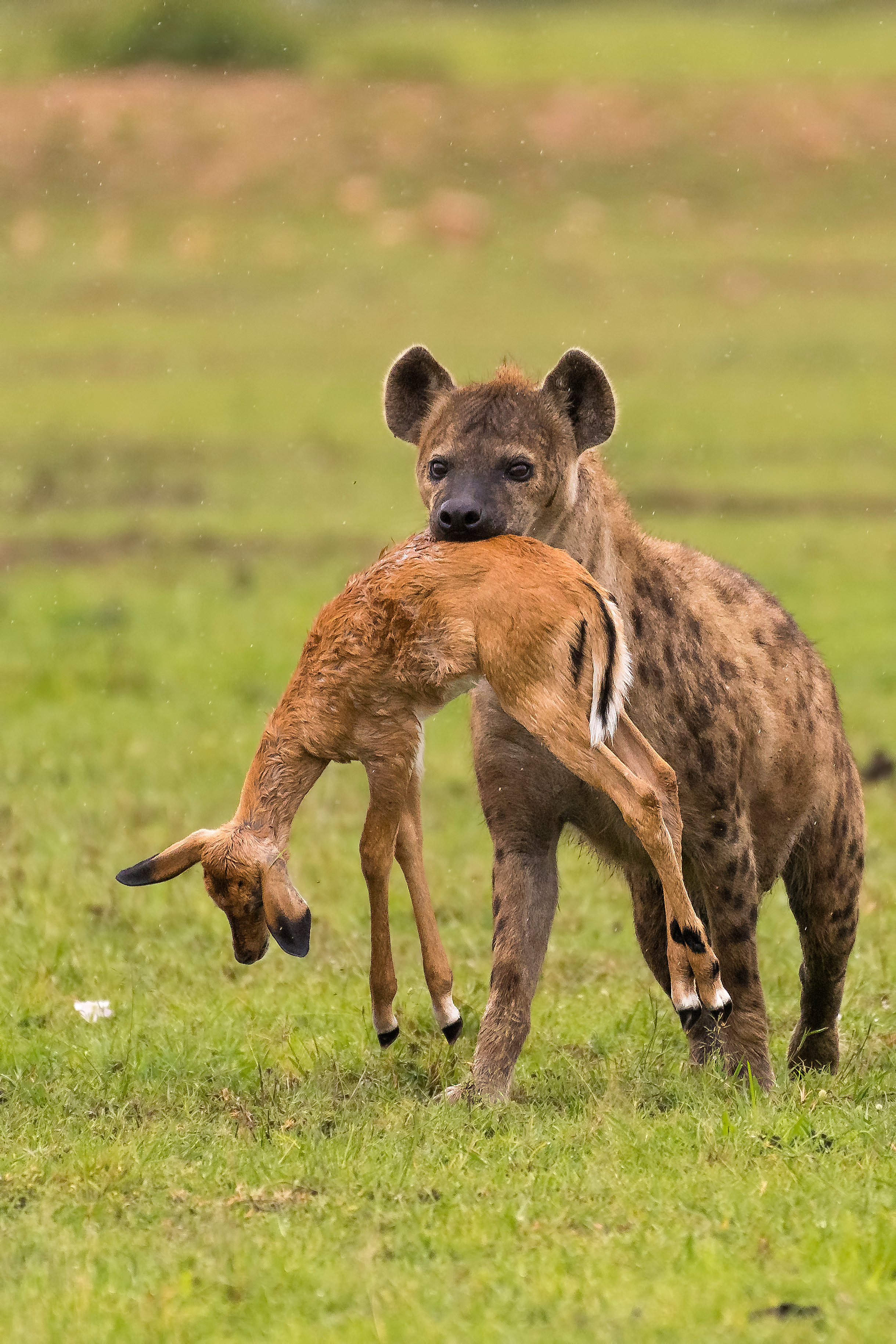 A hyena with its prey