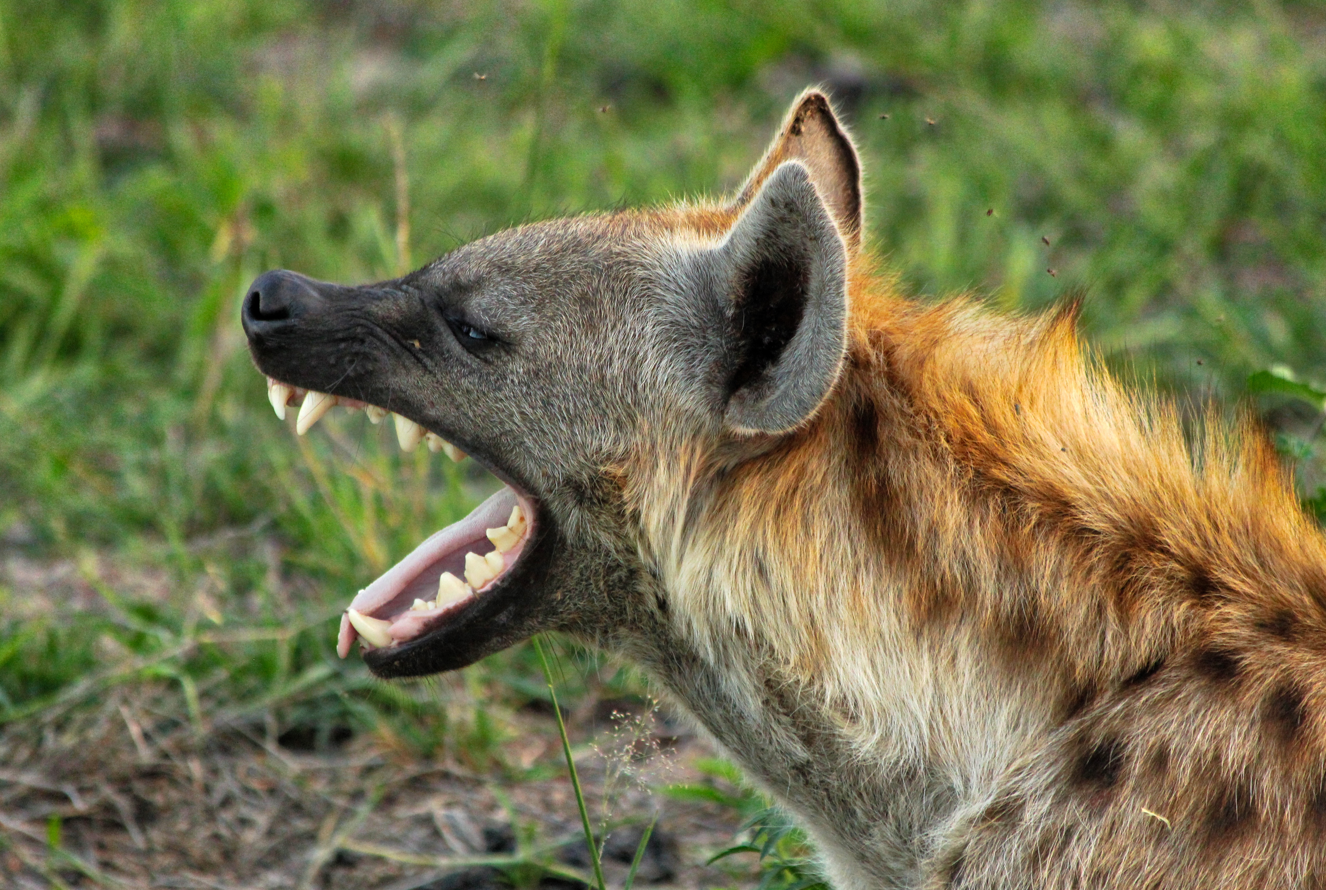 A hyena's jaws