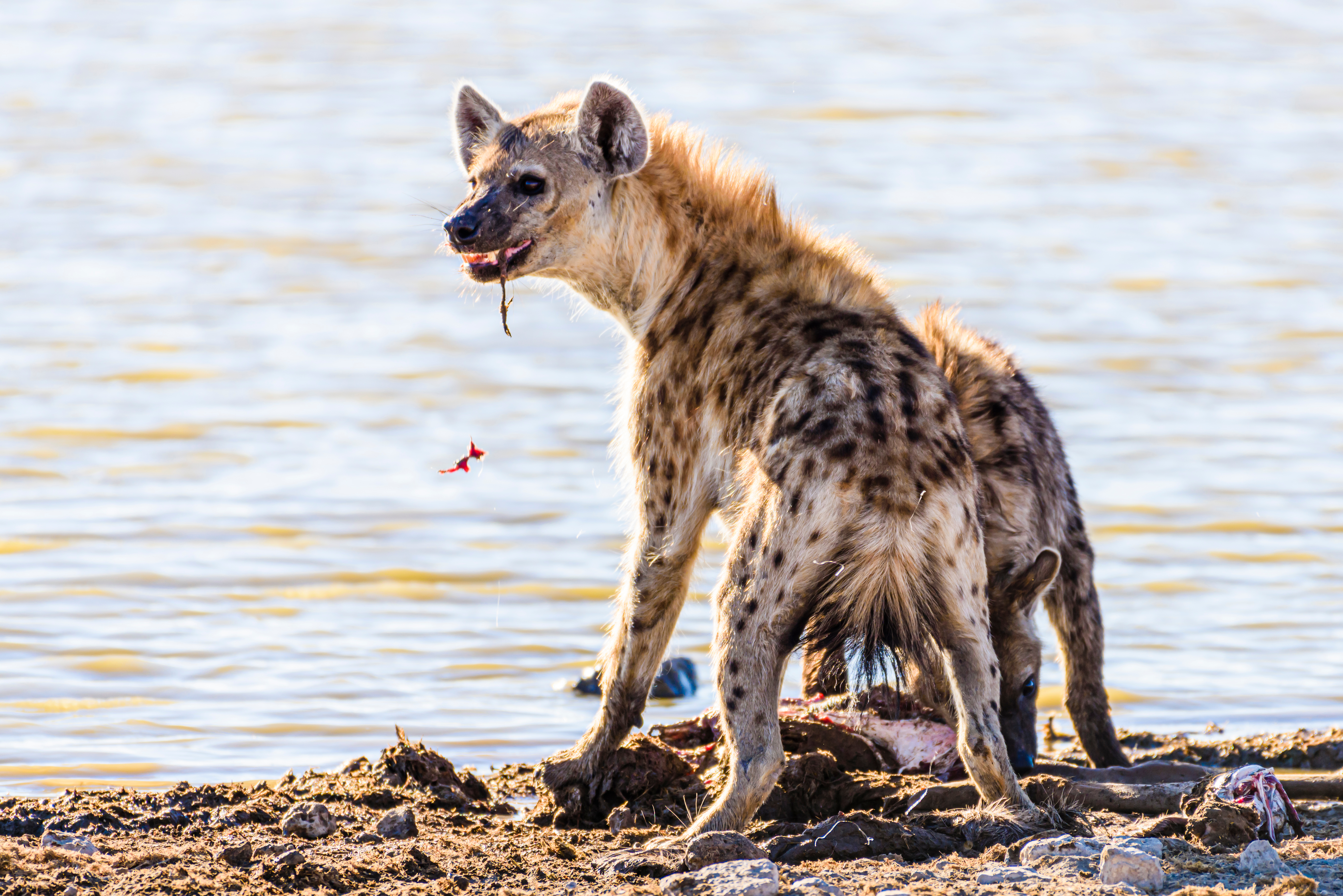 Spotted hyenas eat the remains of a kudu