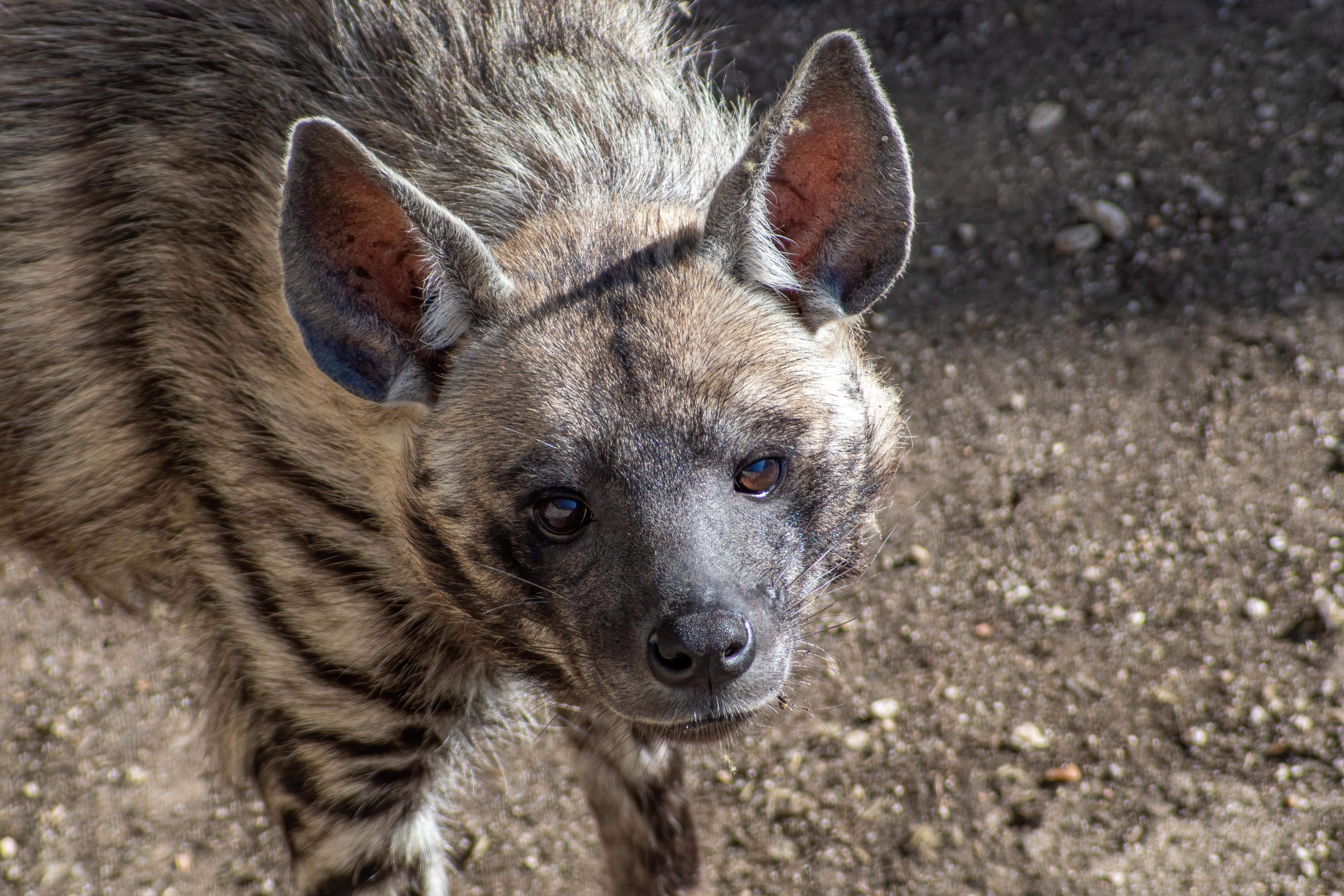 Striped hyena