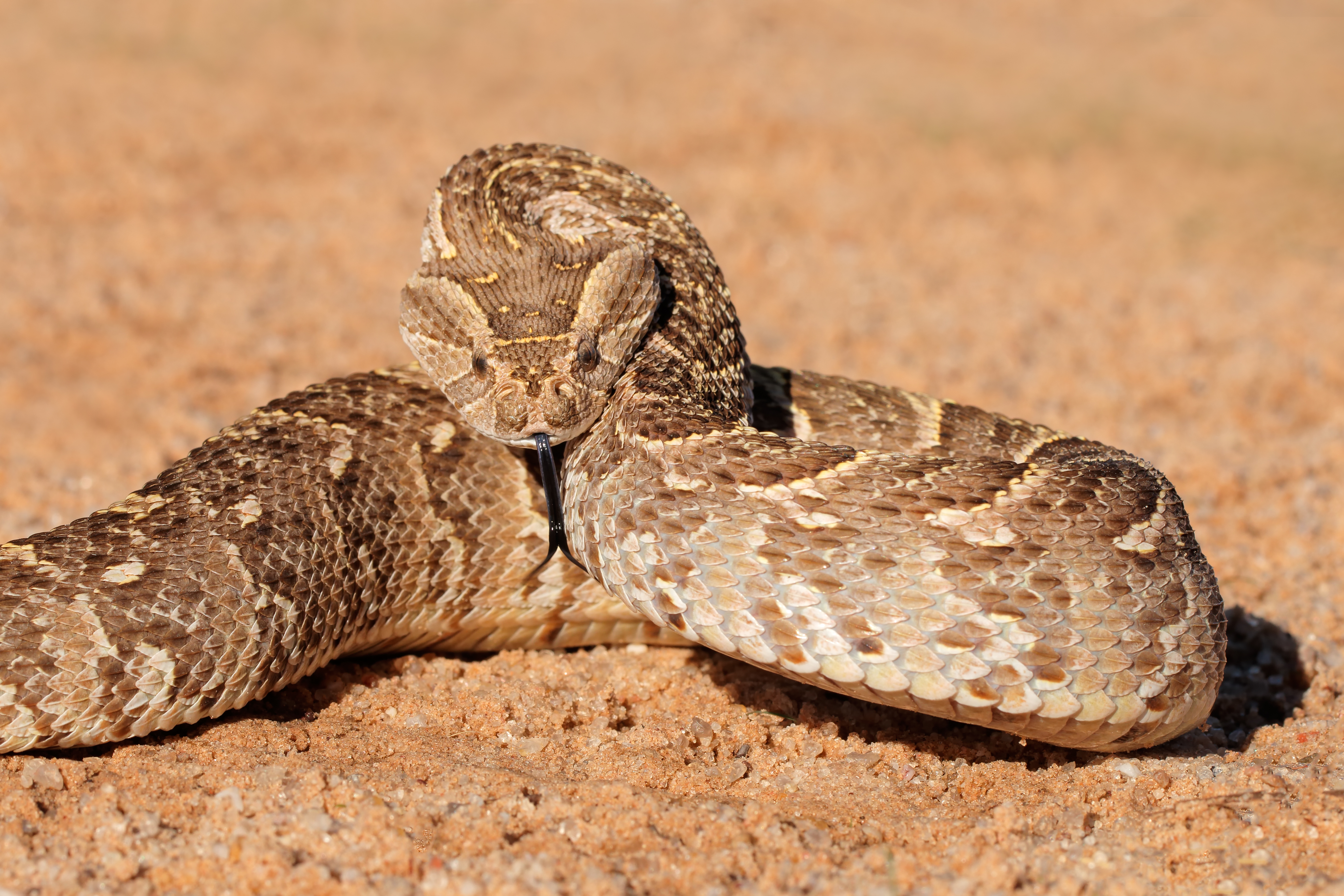 Puff adder of Africa