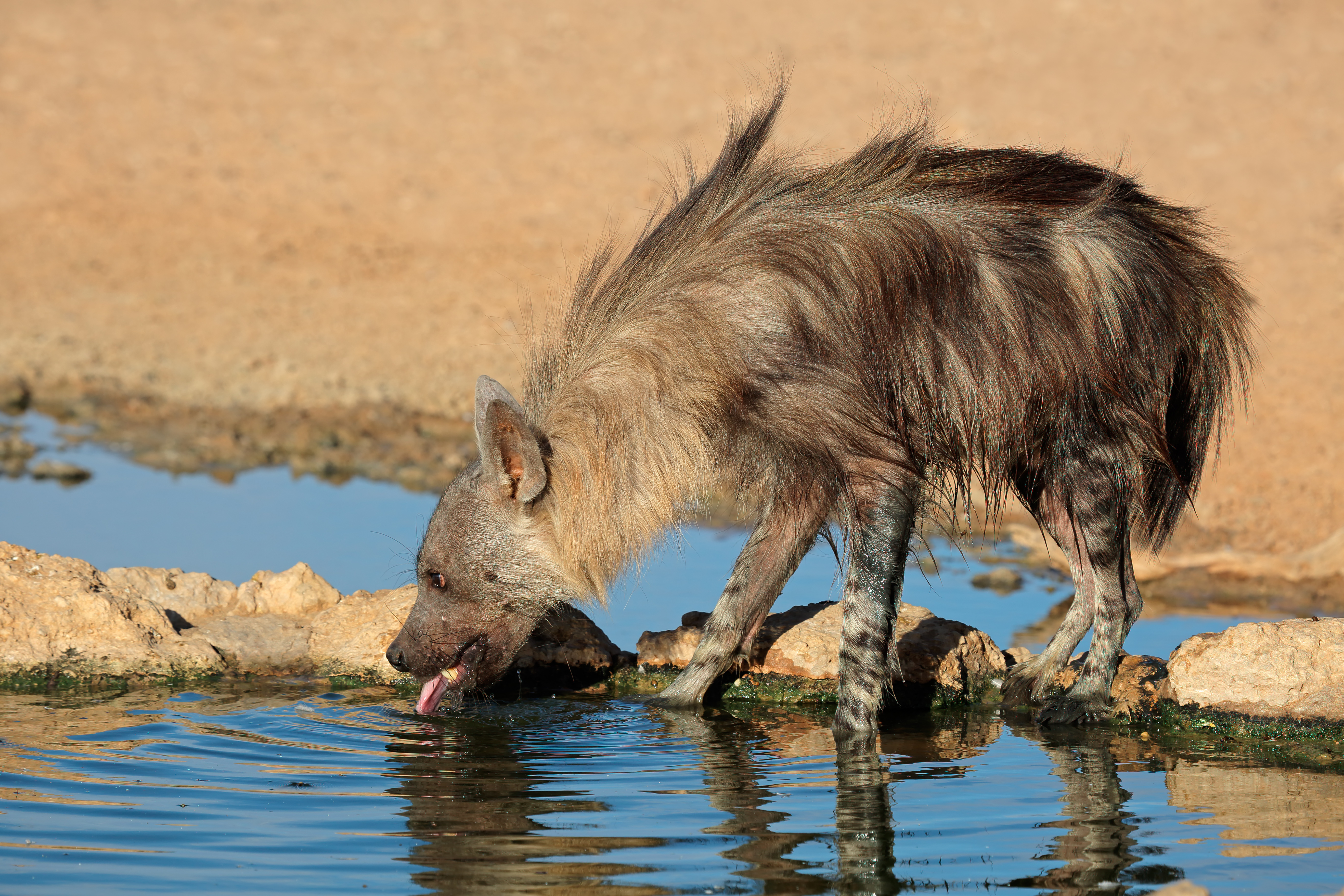 Brown hyena