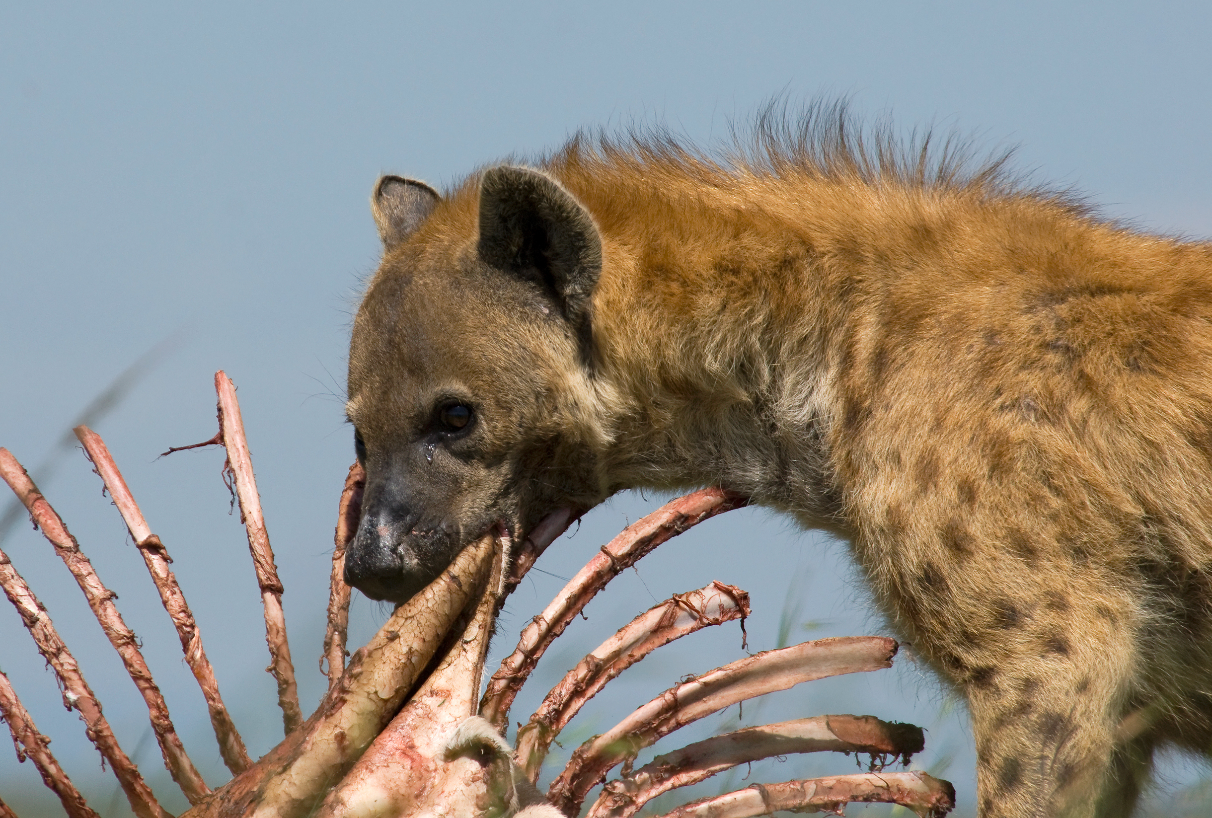 Hyena eating a carcass