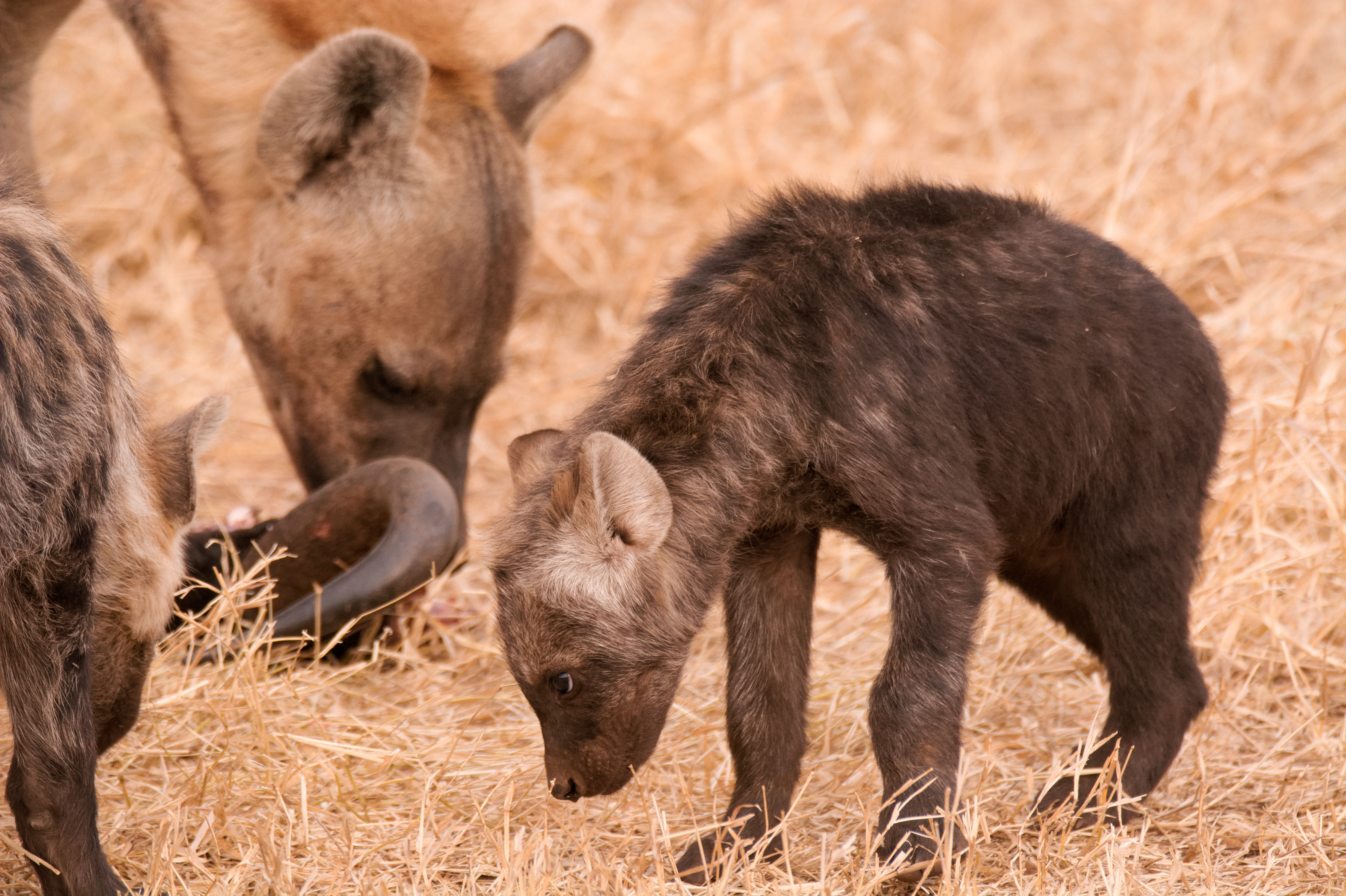 A young hyena shows submission