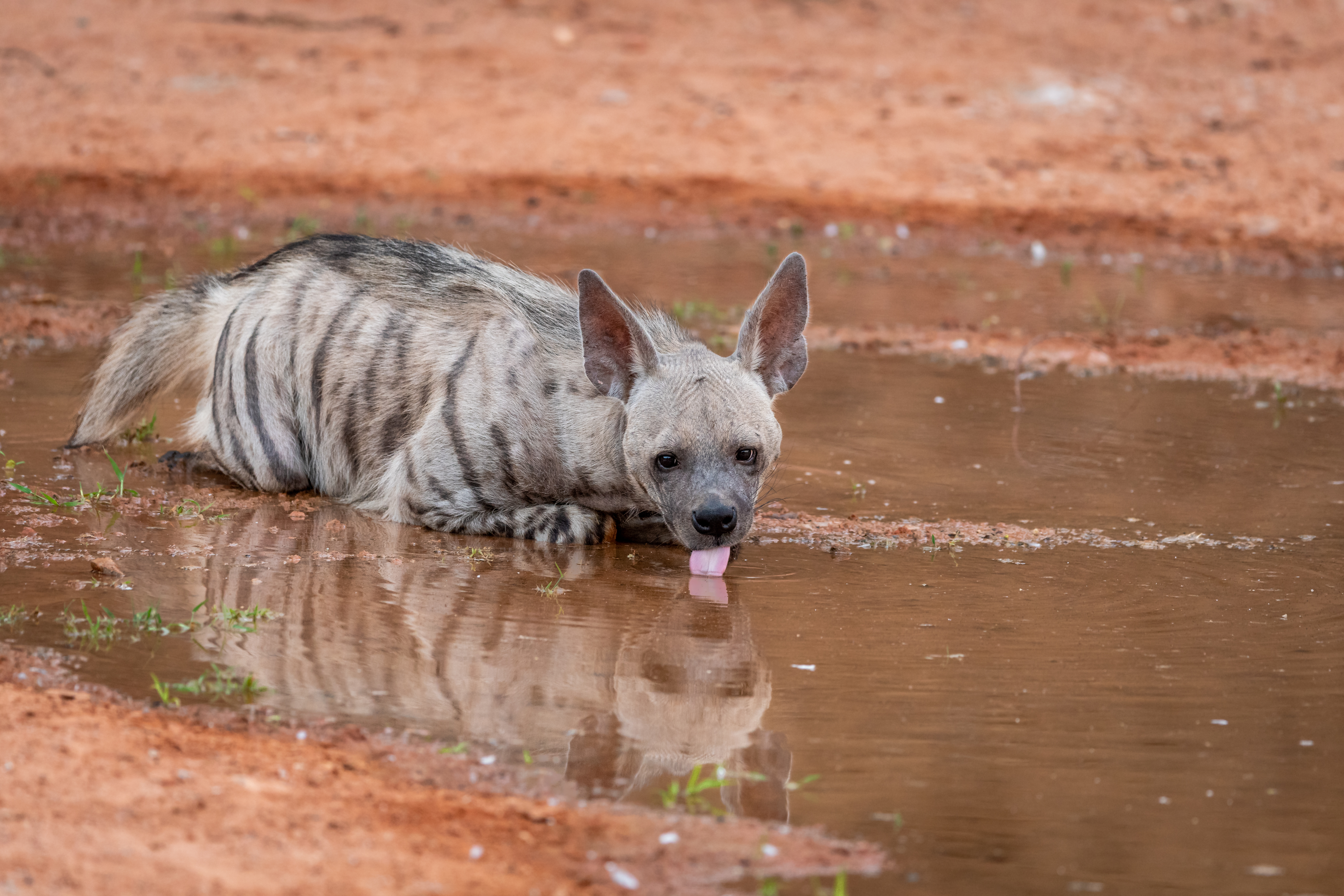 Striped hyena cooling off