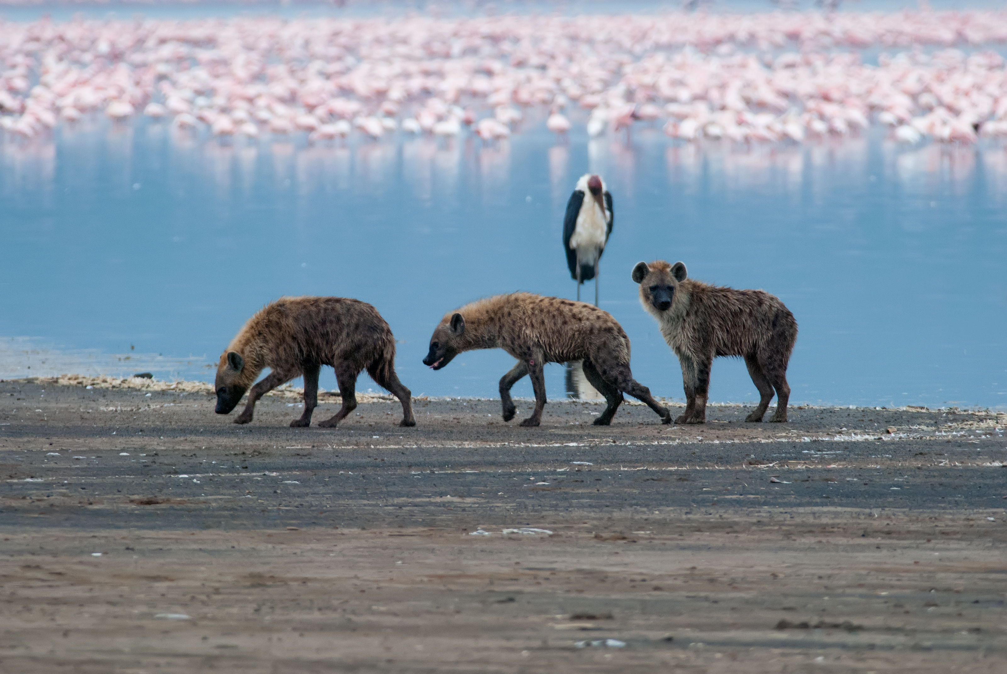 Spotted hyenas walking along a lake