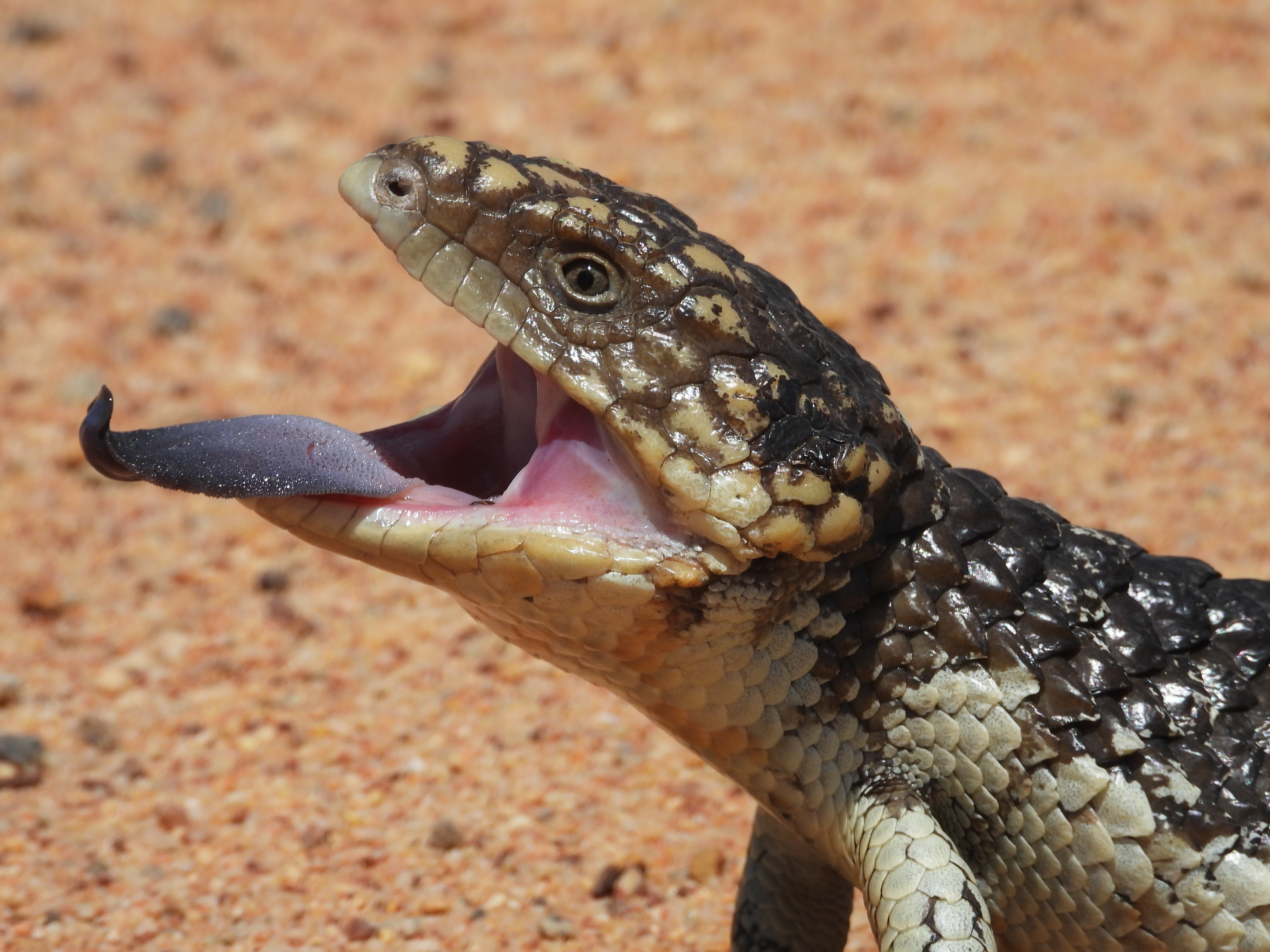 A shingleback lizard exposes its tongue