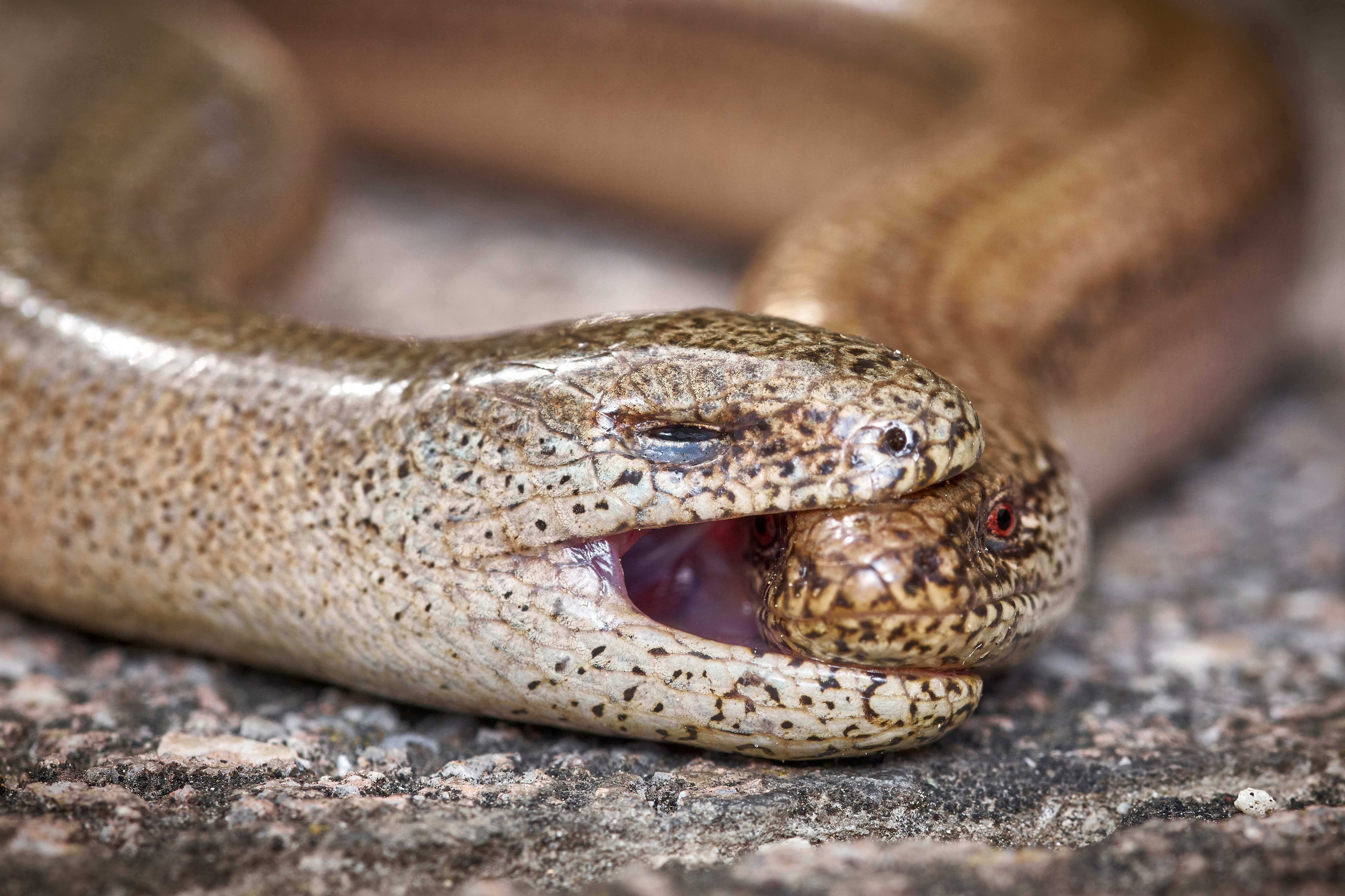 Blindworm mating behavior