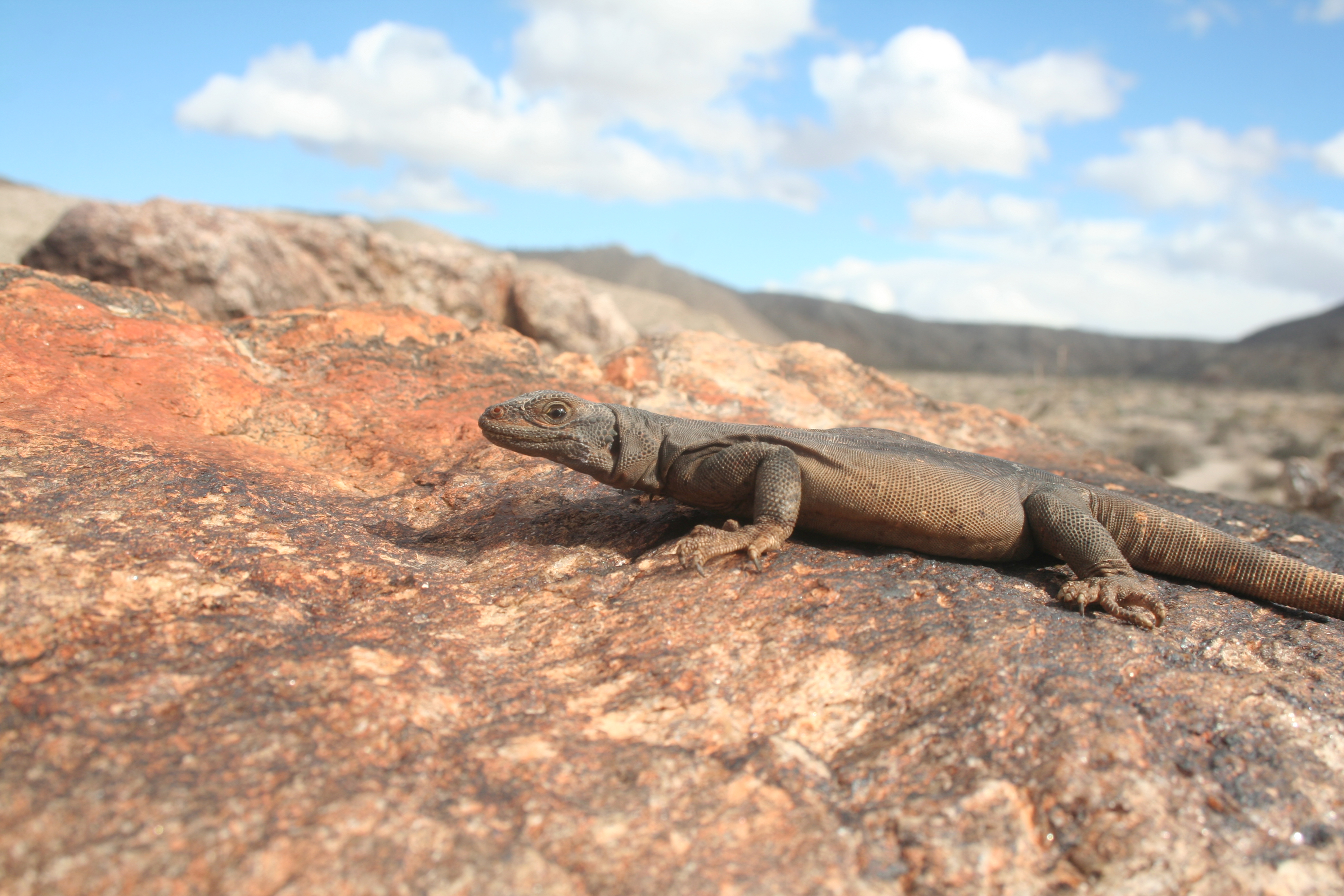 Chuckwalla in the desert