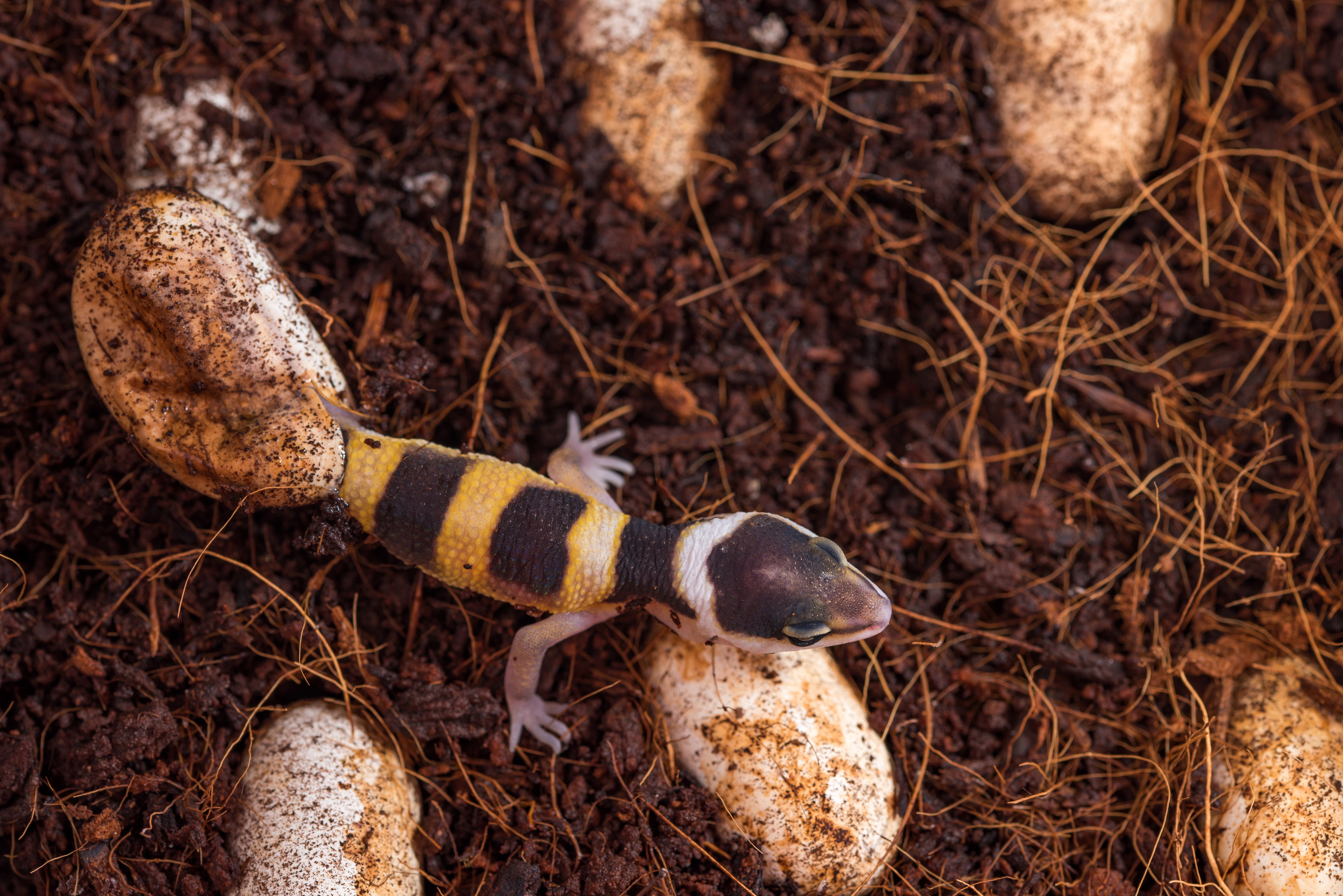 Leopard gecko hatching from an egg