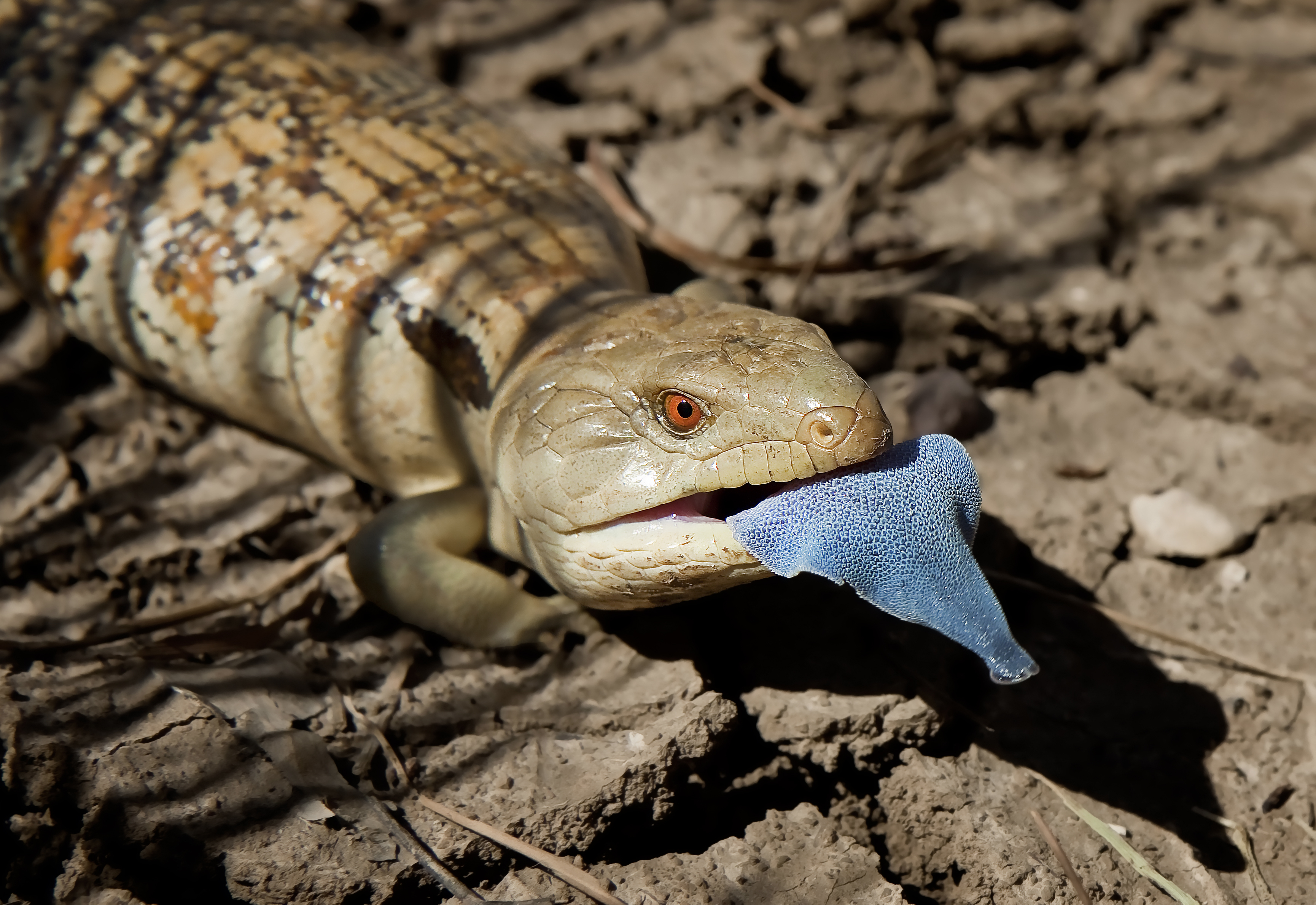 A lizard displays its blue tongue