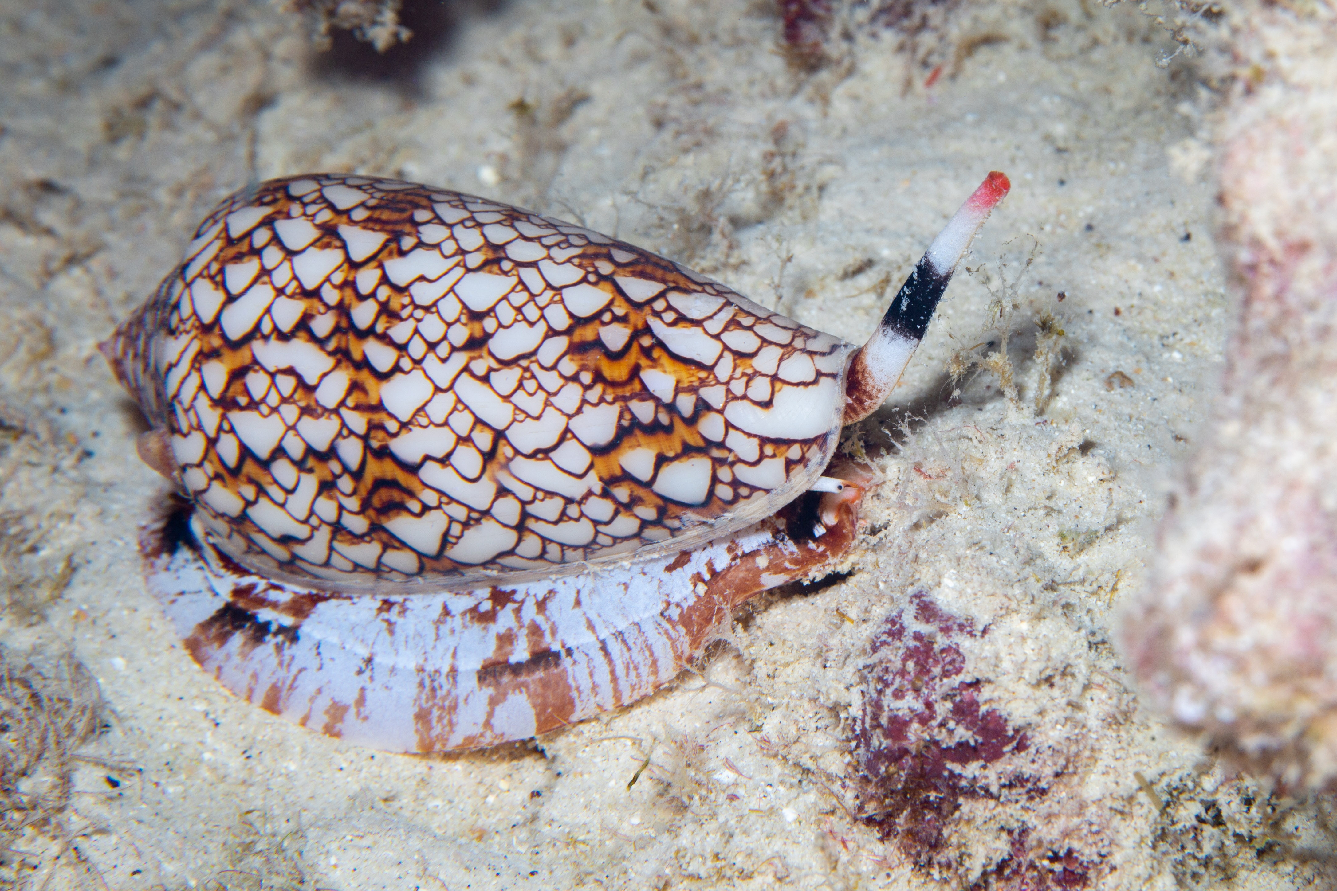 Hawaiian cone snail