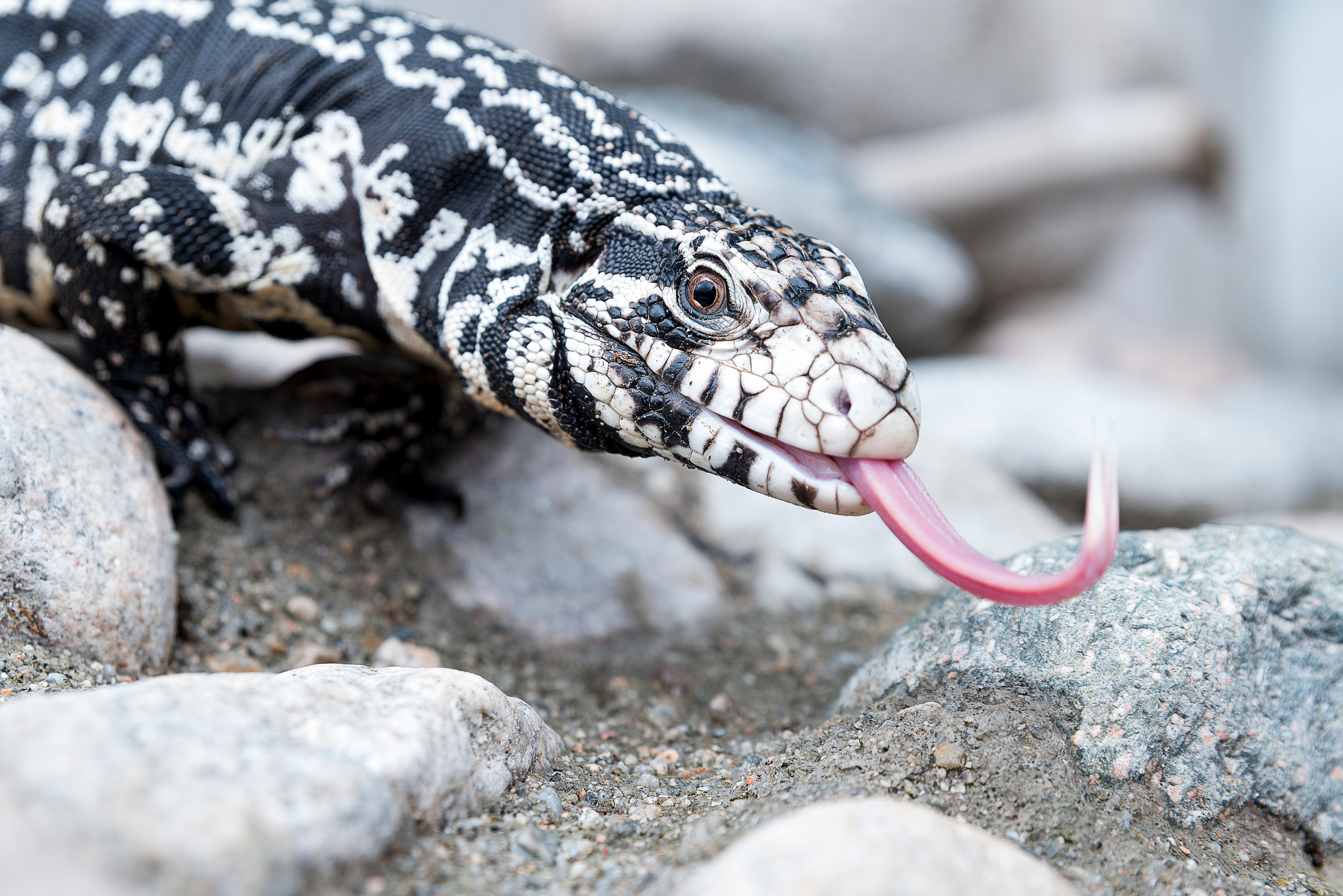 Argentine black and white tegu