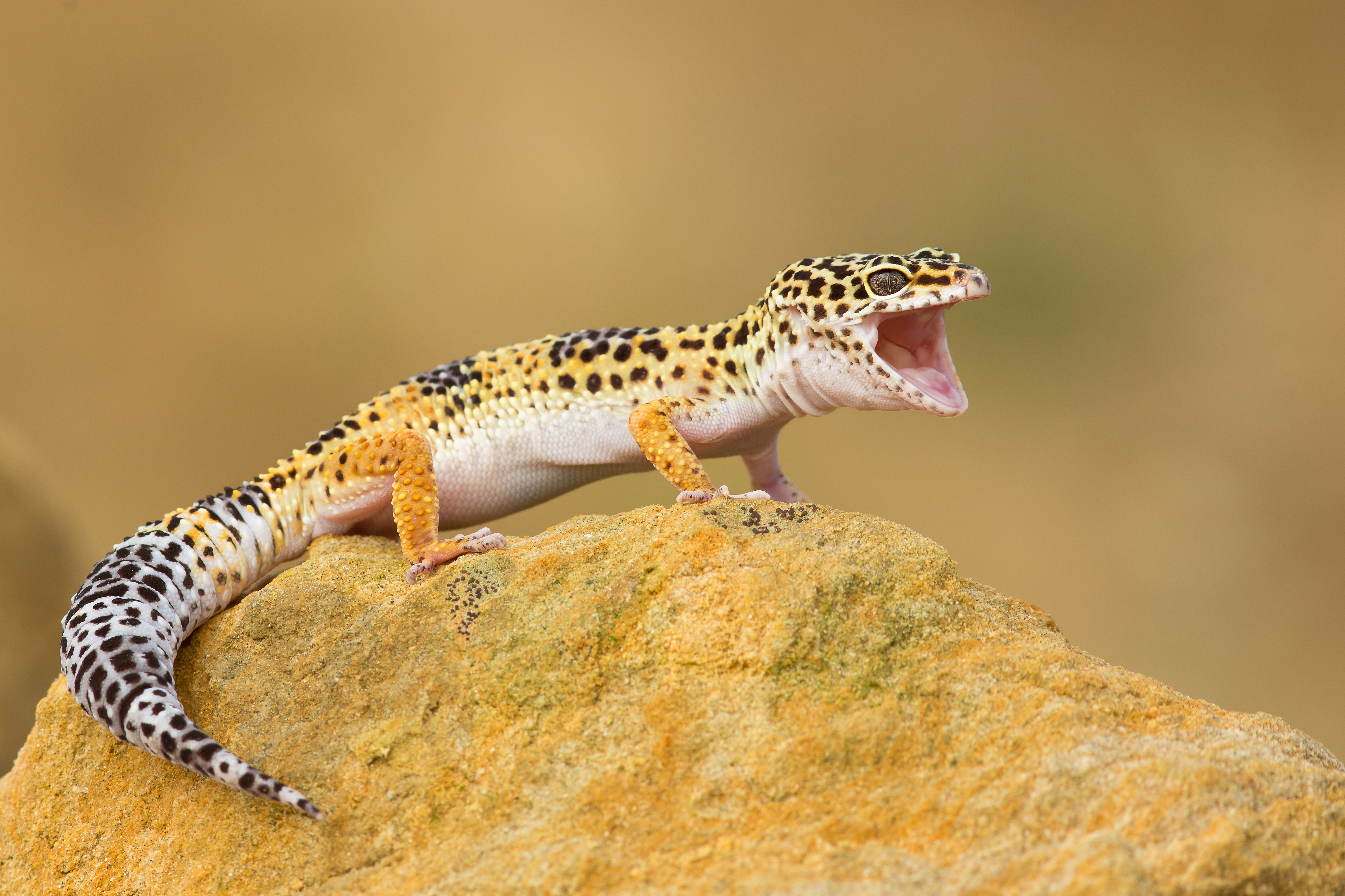 Leopard gecko