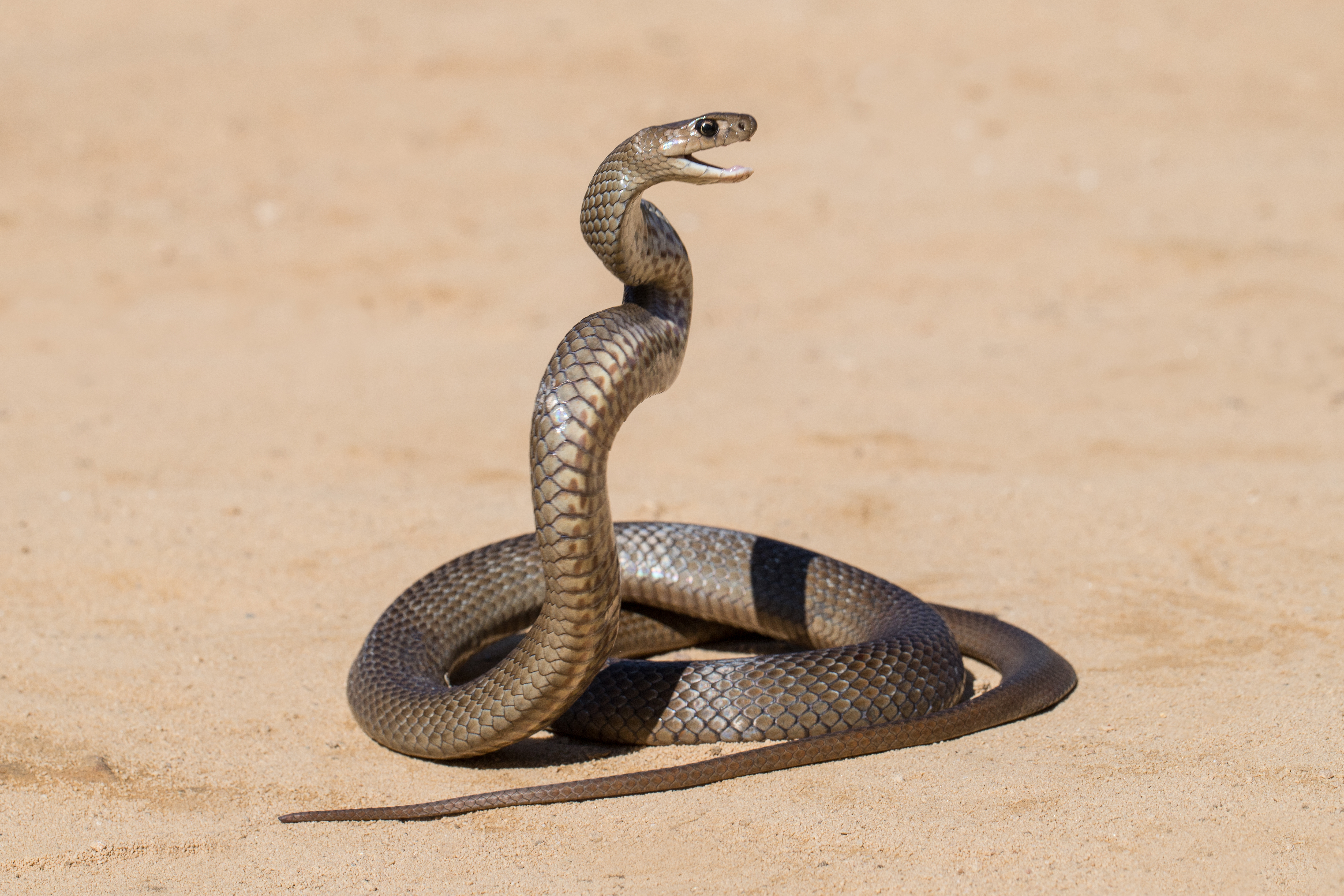 Brown snake