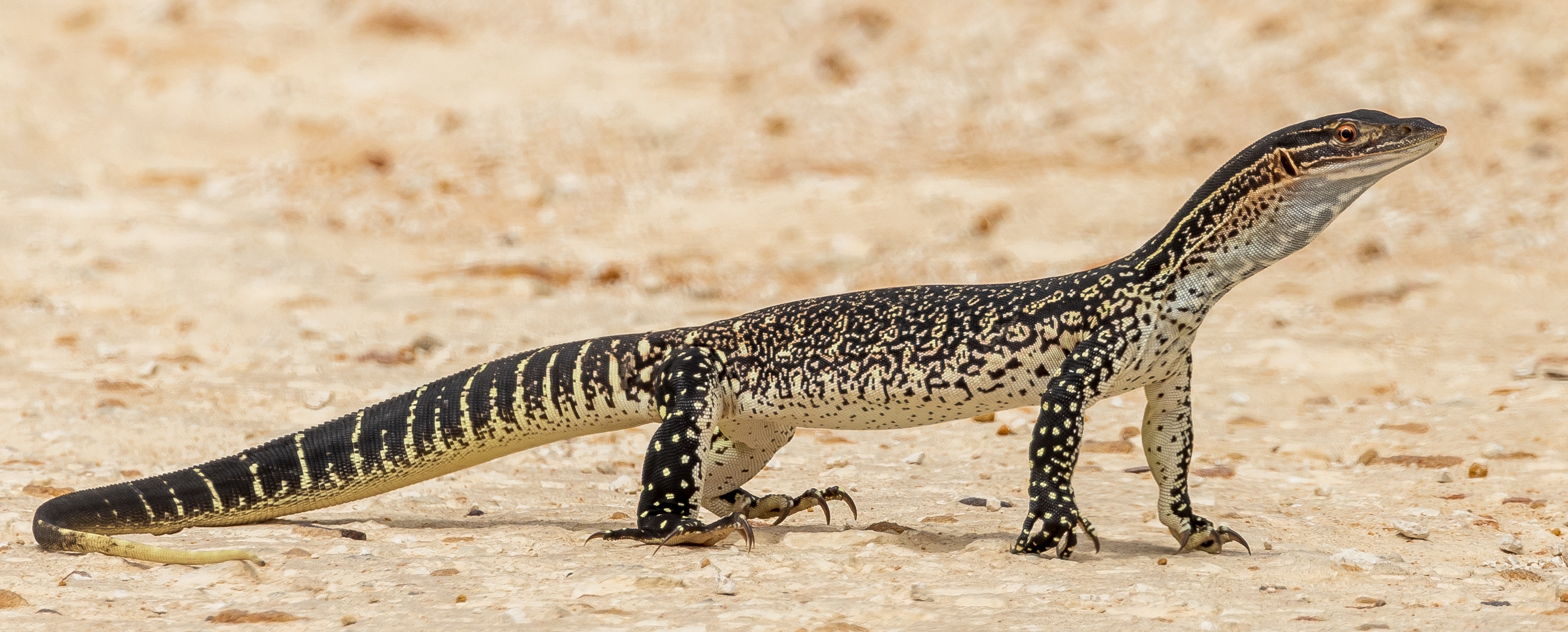 Sand monitor in Australia