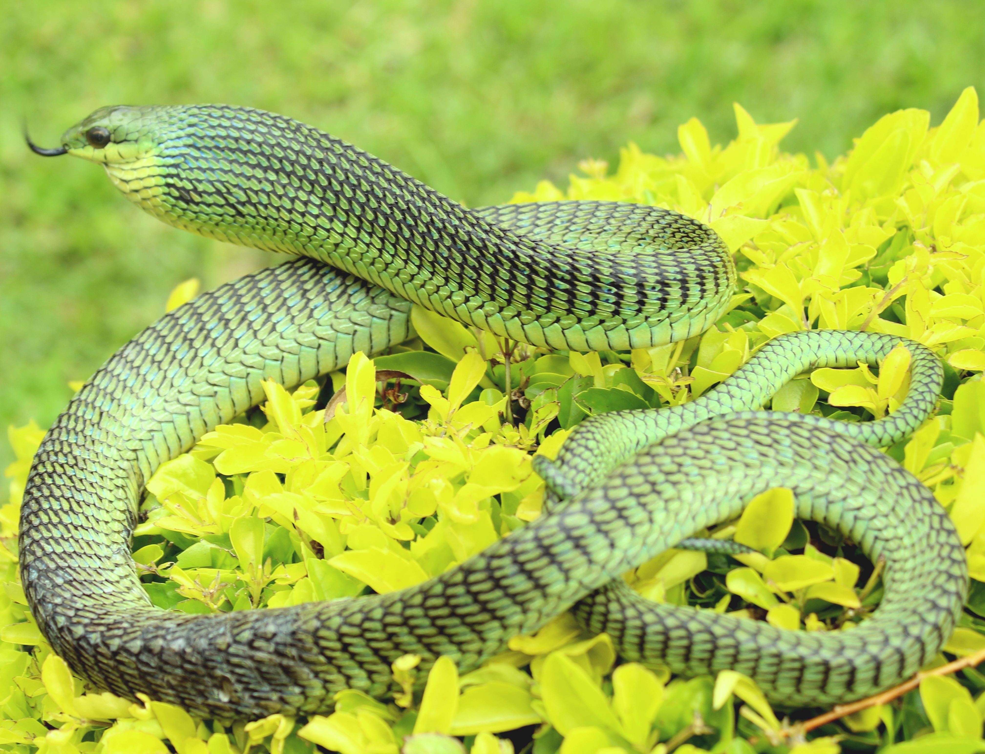 Boomslang