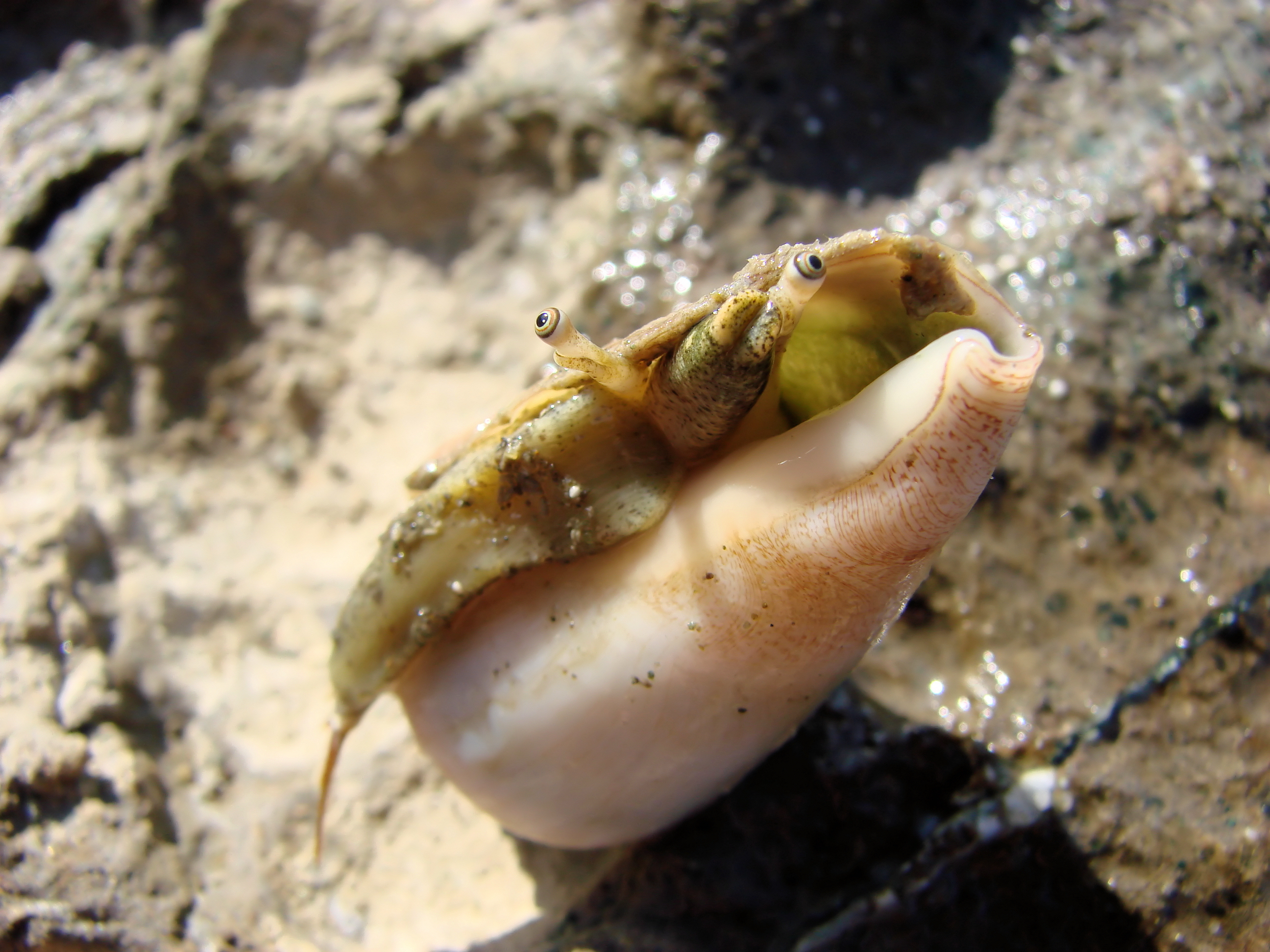 Cone snail