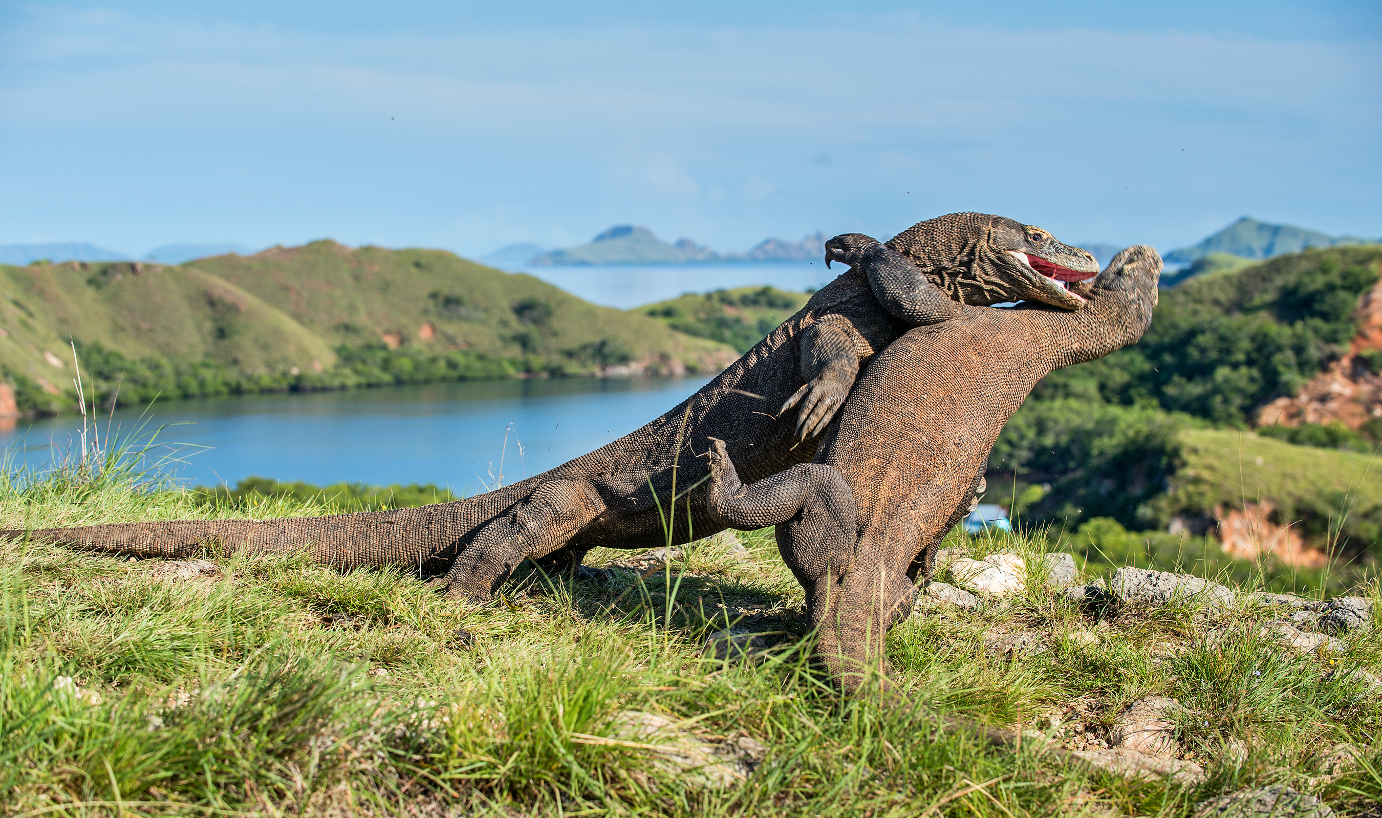 Komodo dragons fighting