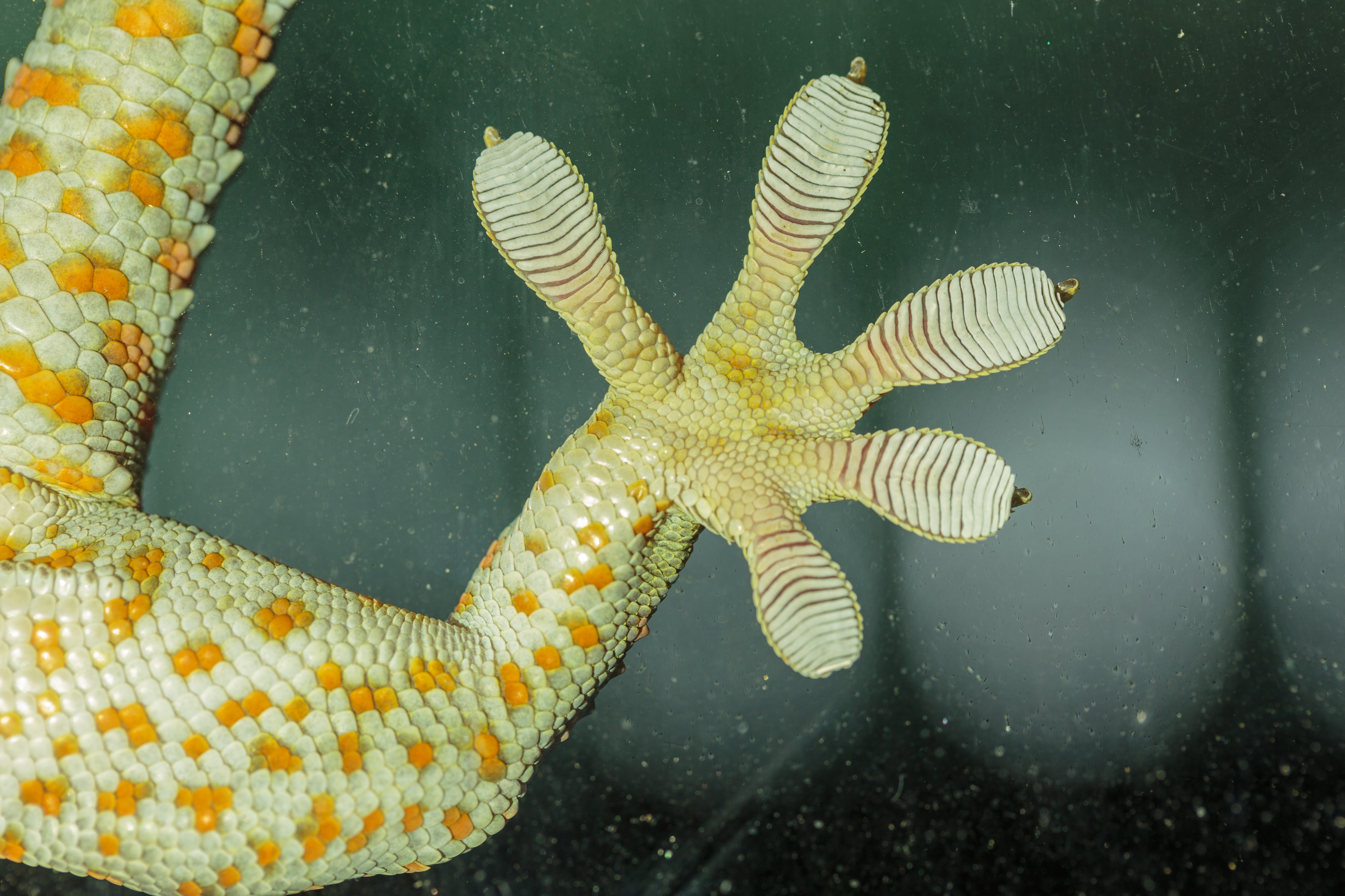 A gecko's toes