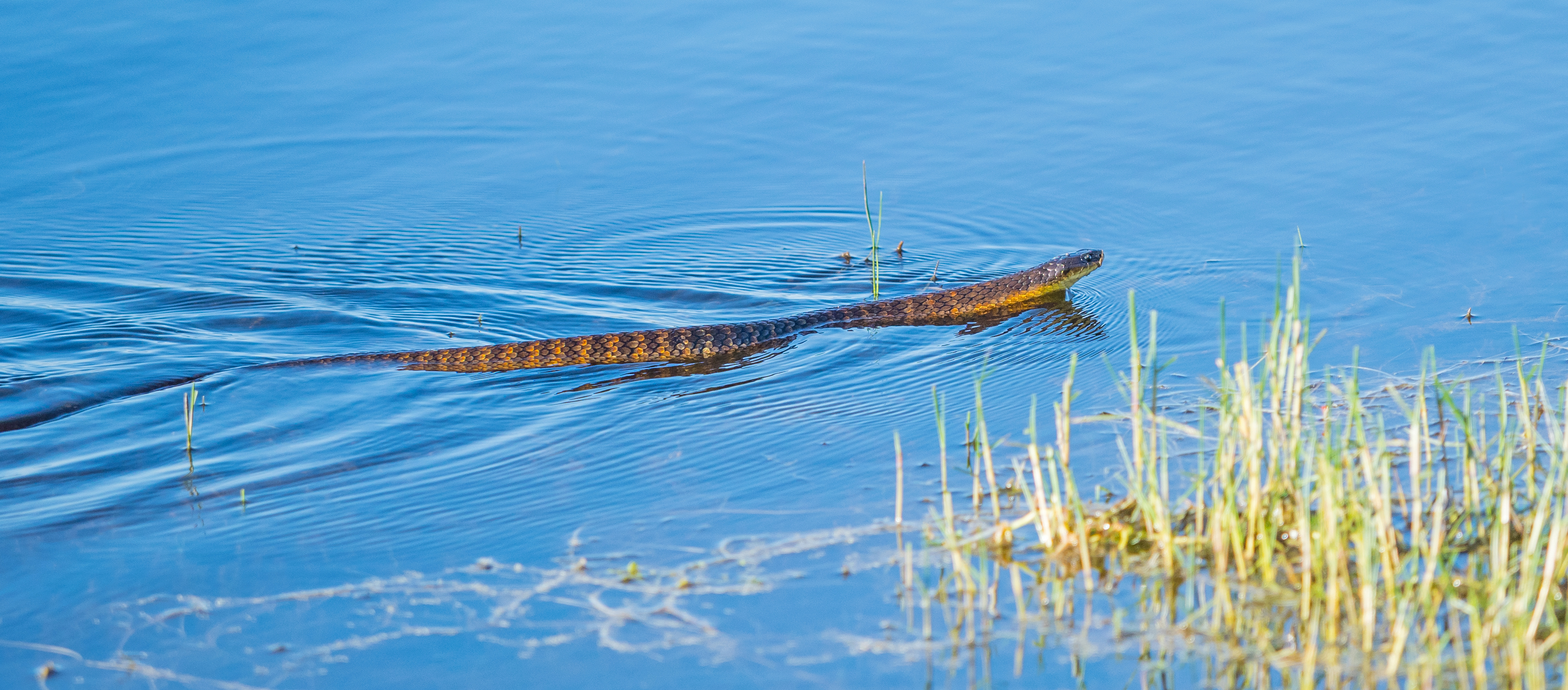 Tiger snake hunting in the water