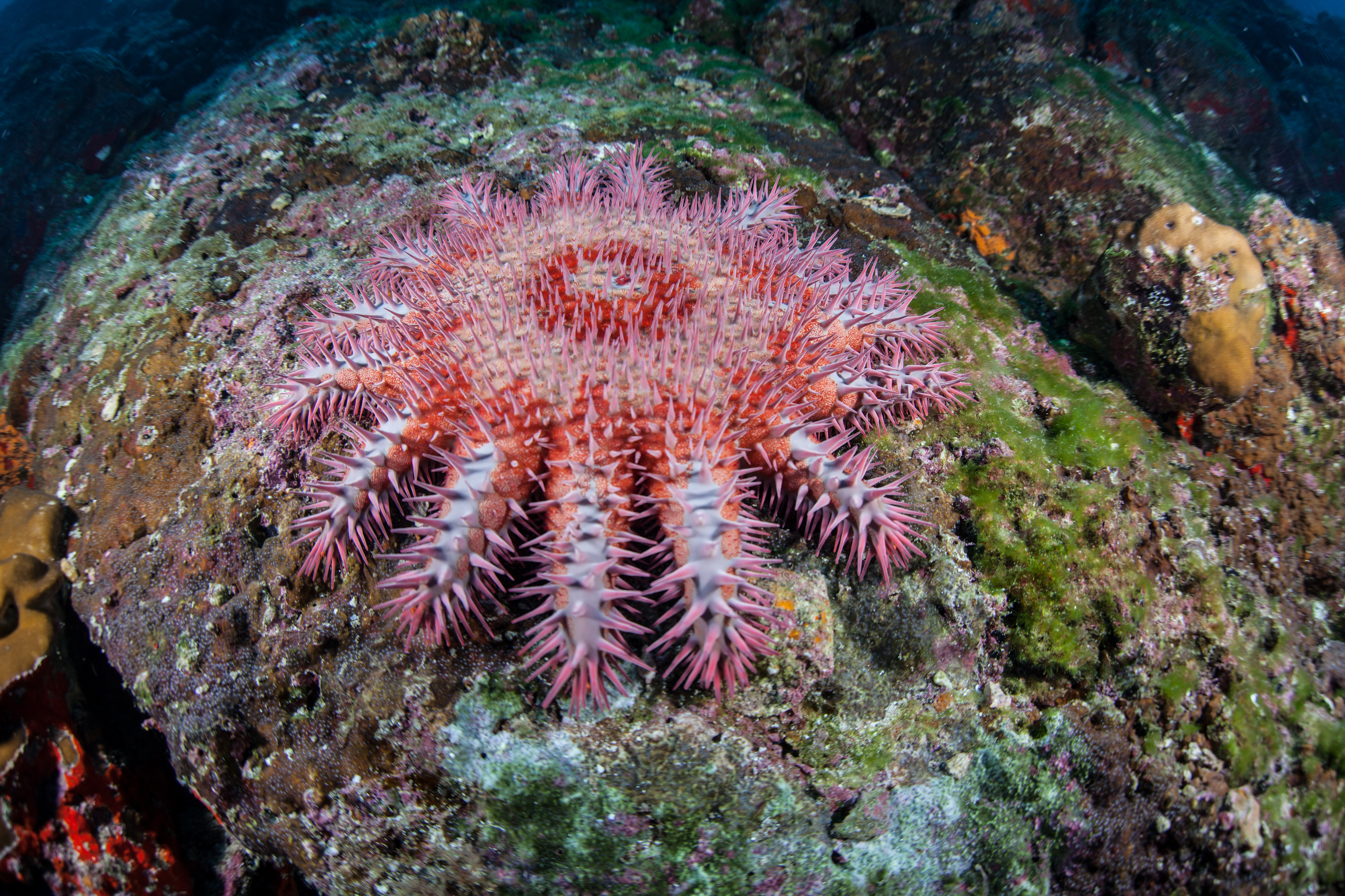 Crown of thorns, a coral-eating starfish