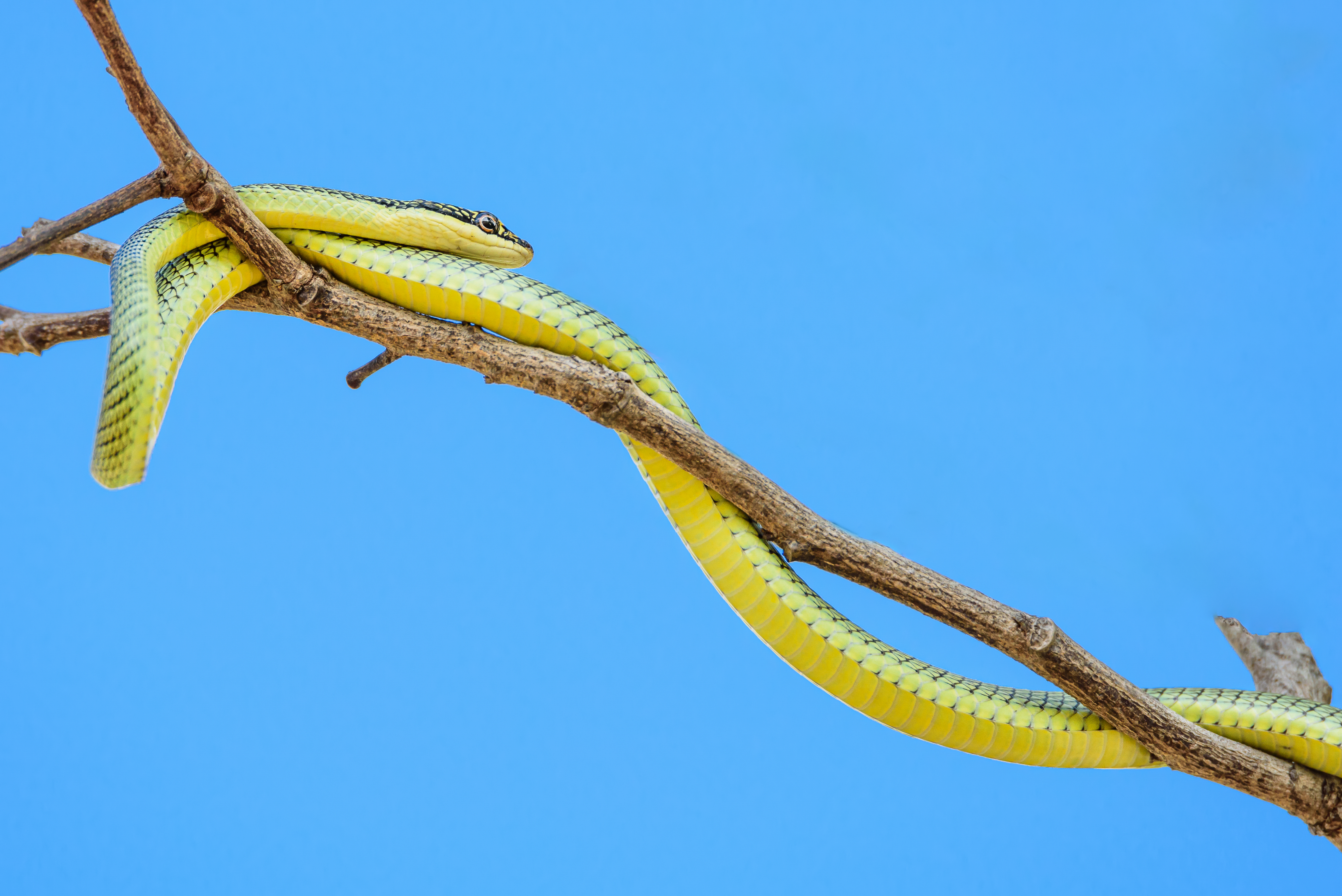 A golden tree snake uses its scales to grip a branch