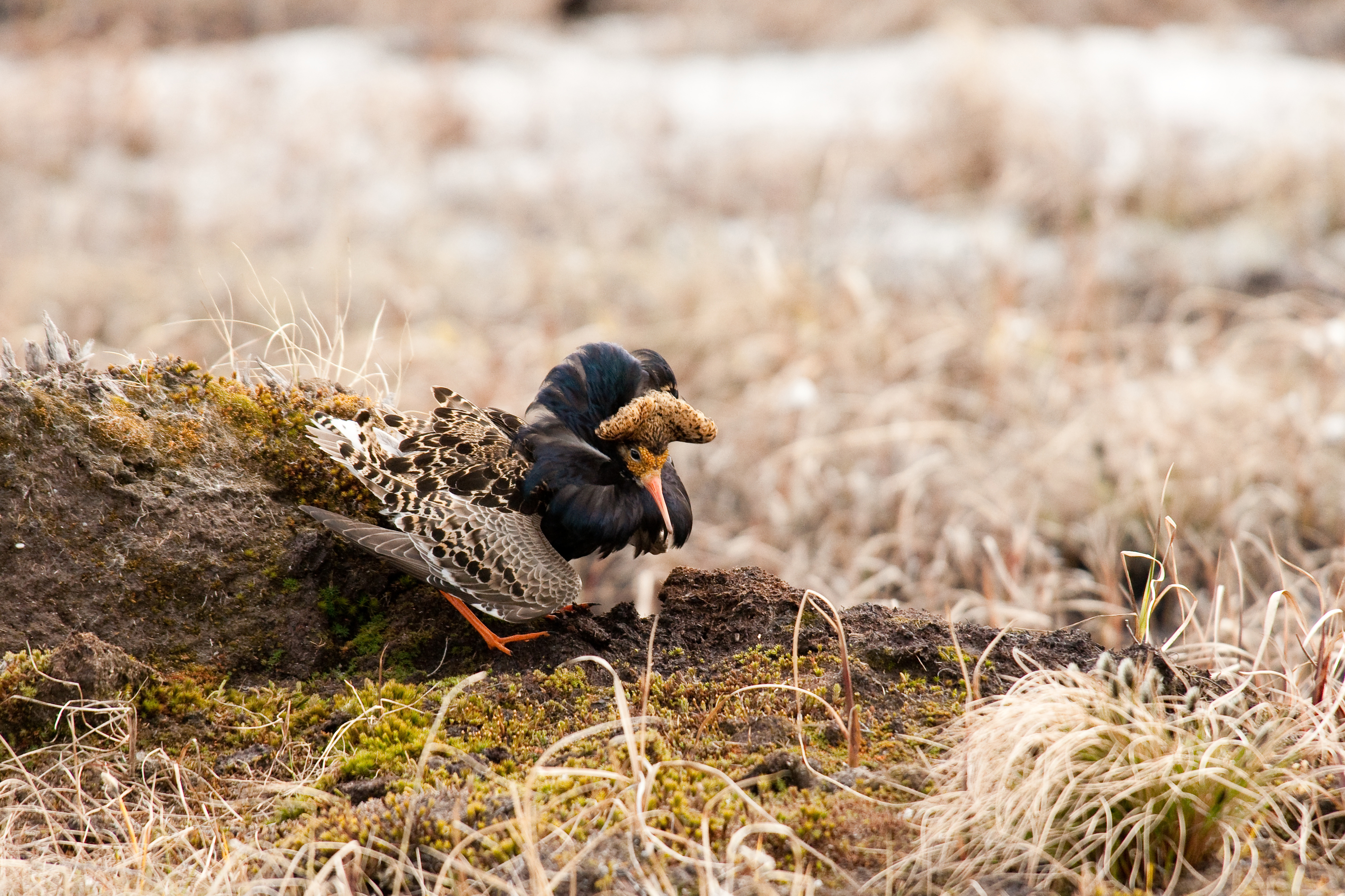 Male ruff