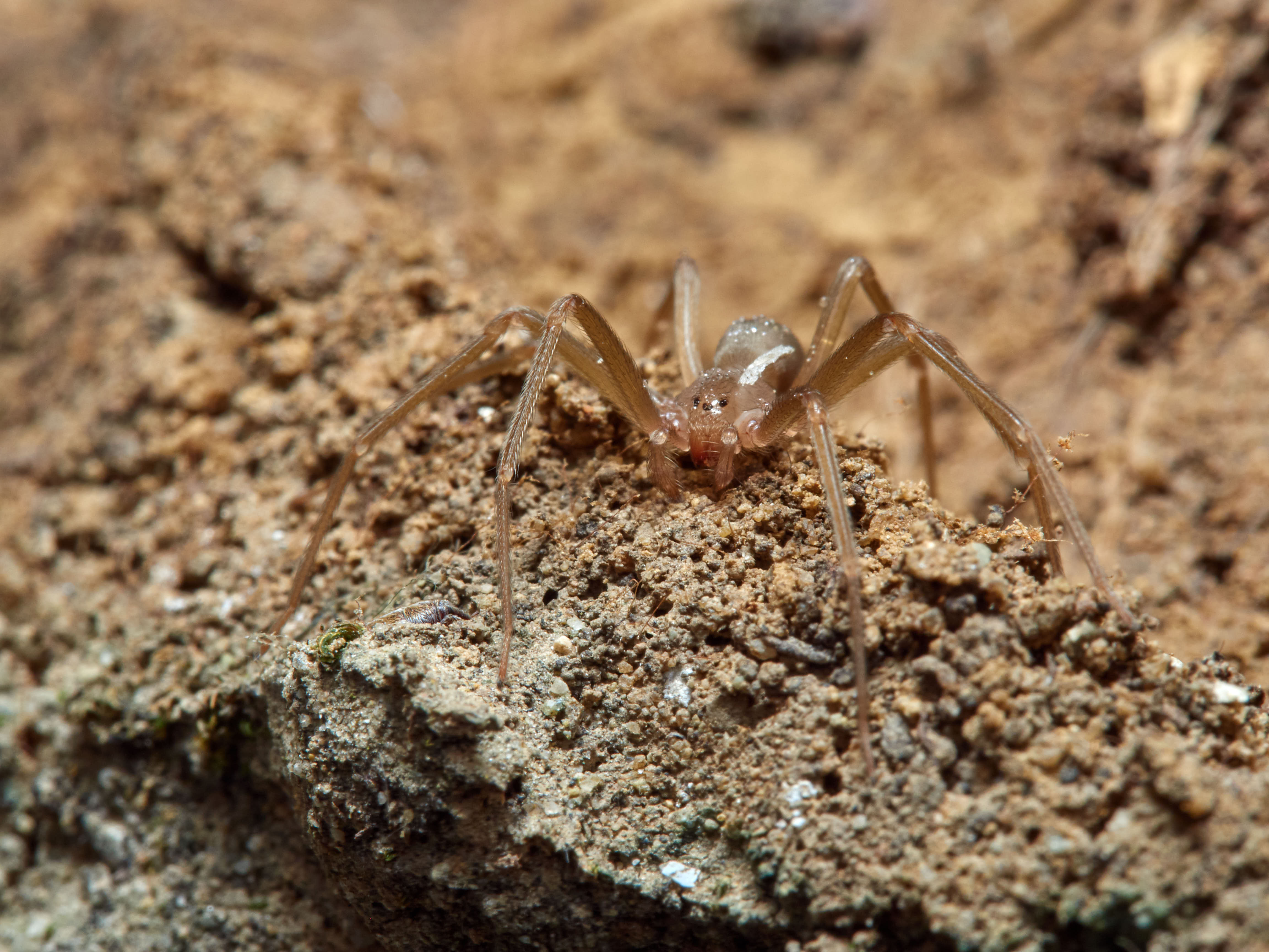 Fiddleback spider