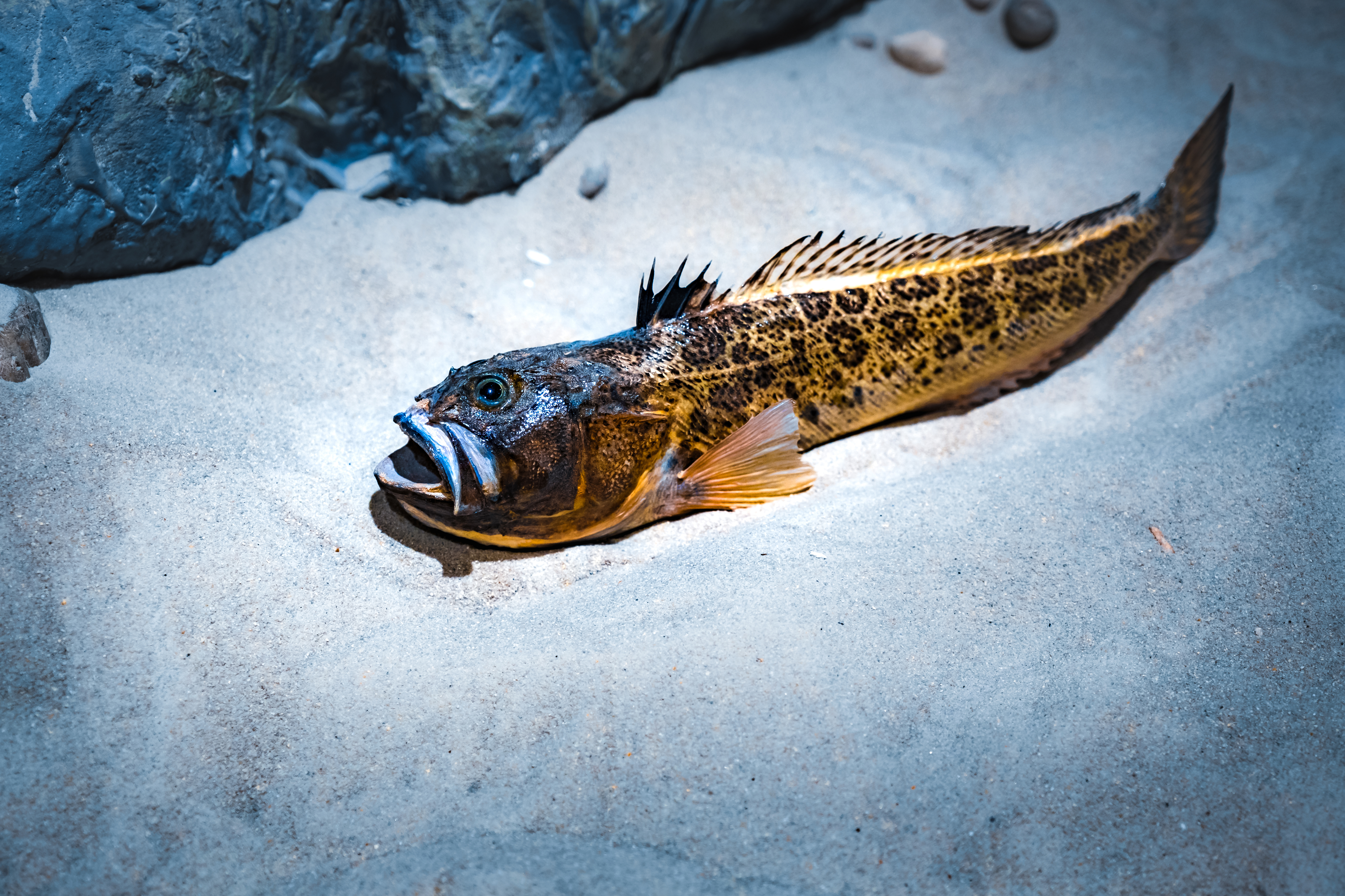 A weever displays its spiny, venomous dorsal fin