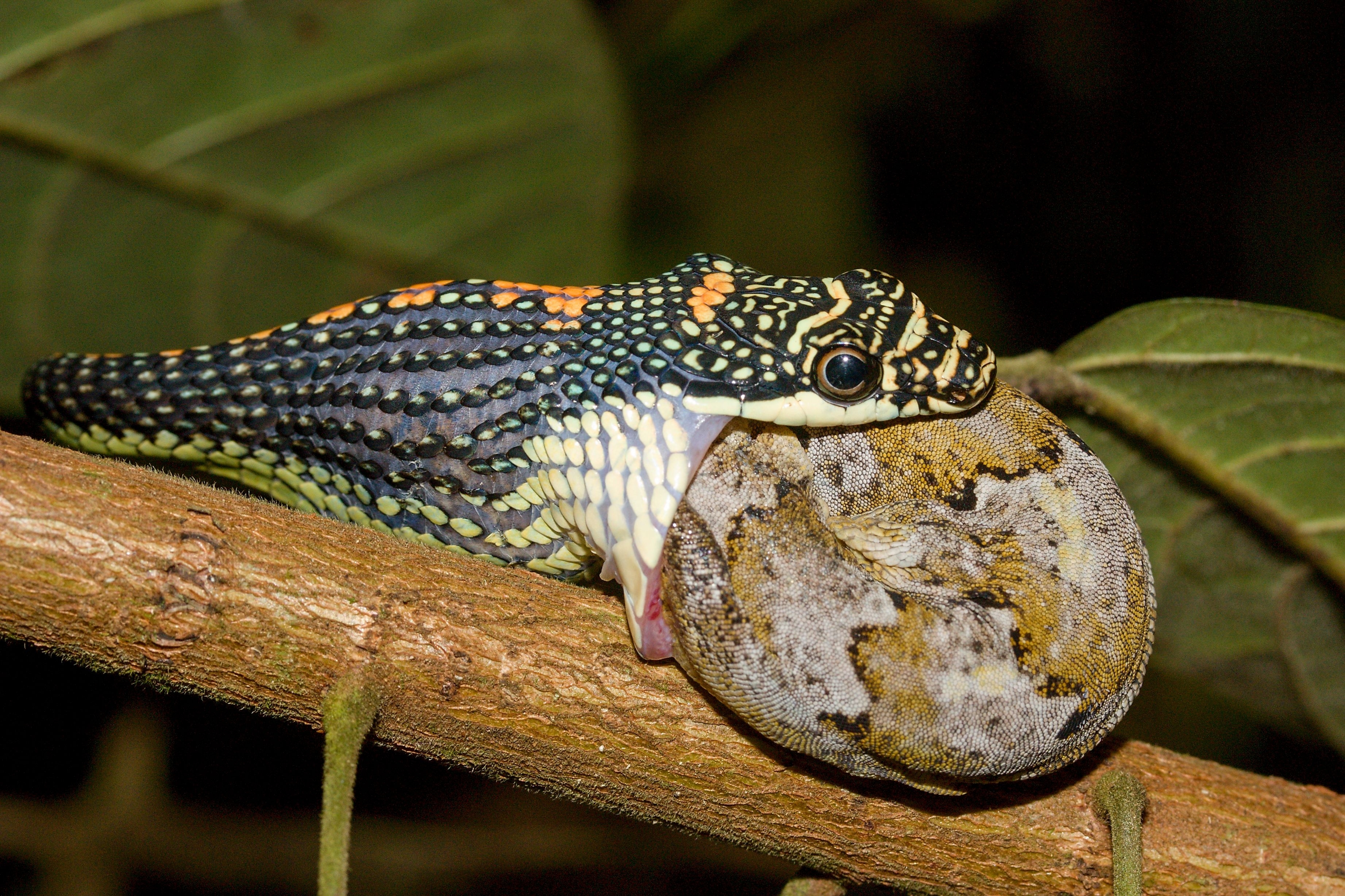 Paradise tree snake eating a gecko