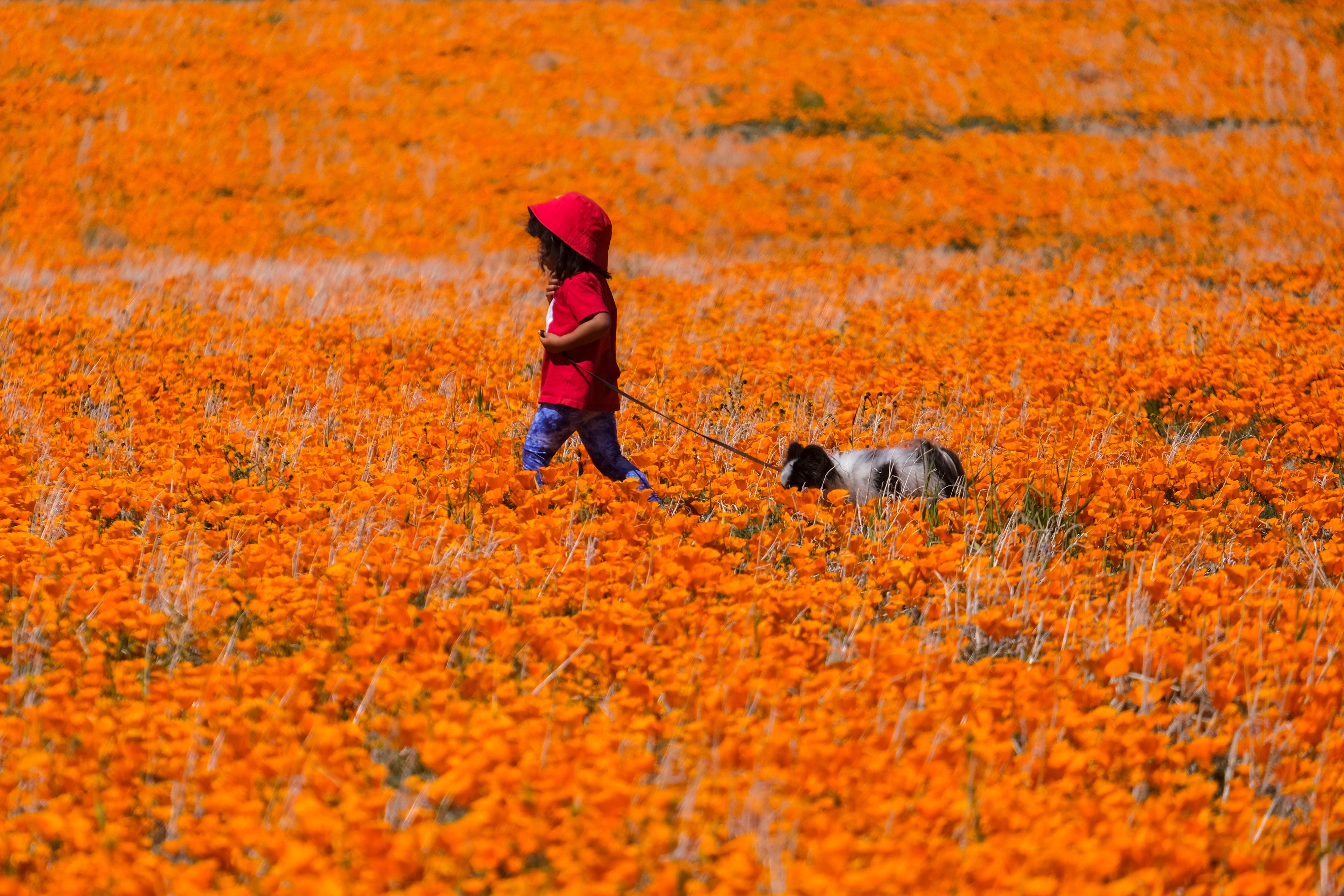 Poppy superbloom