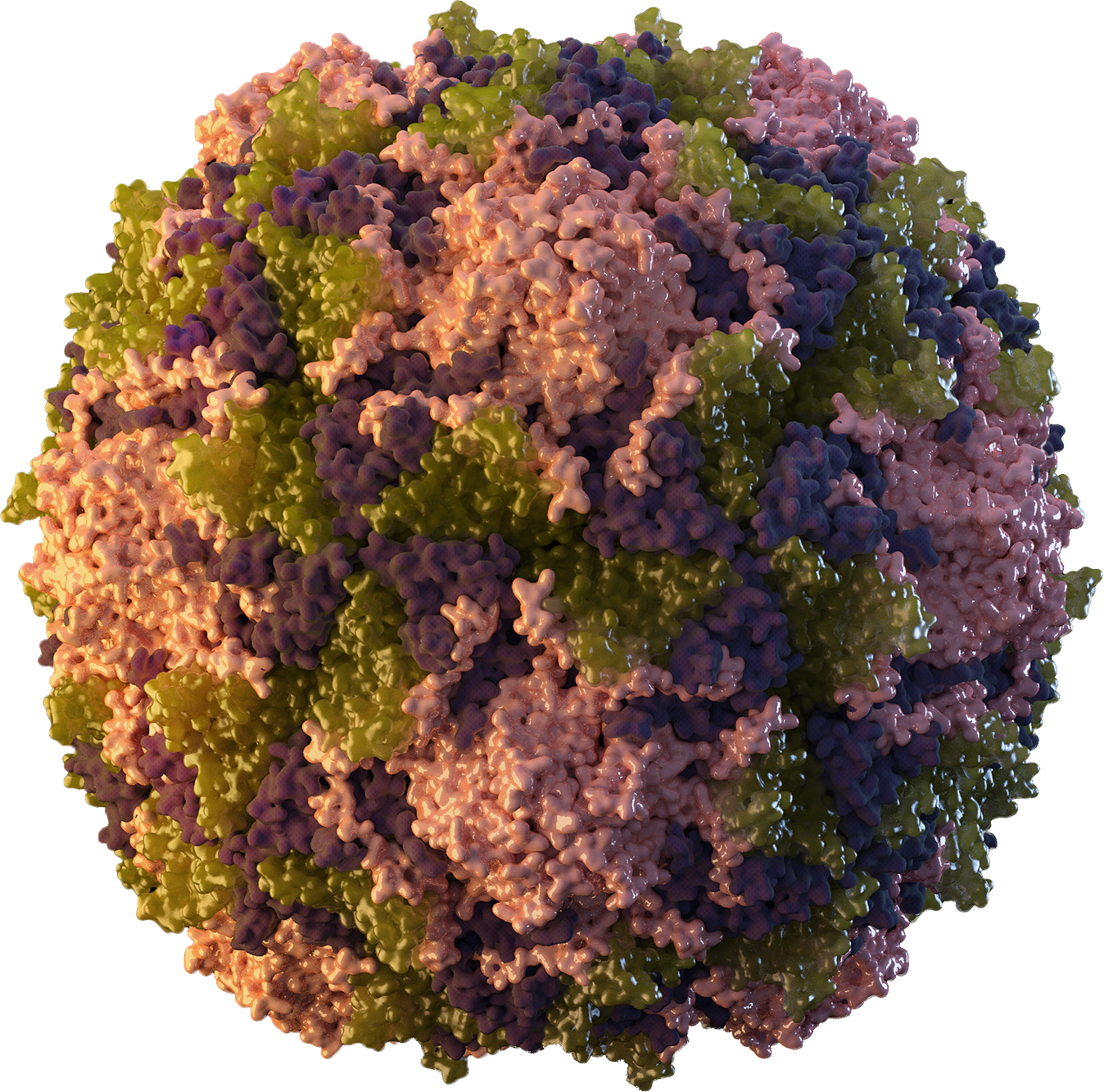 Model of a poliovirus particle