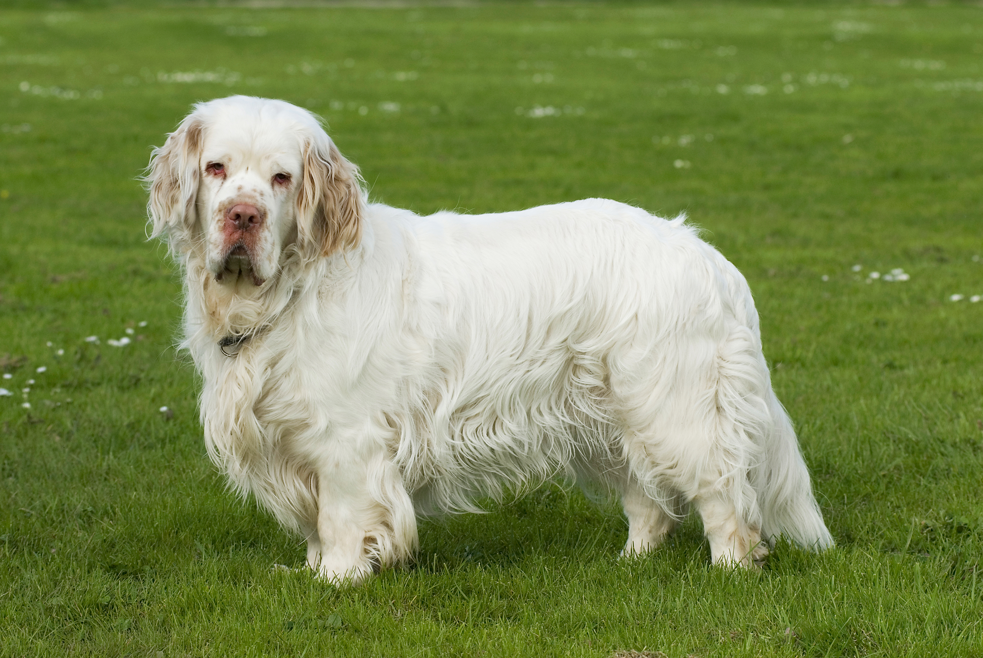 Clumber spaniel