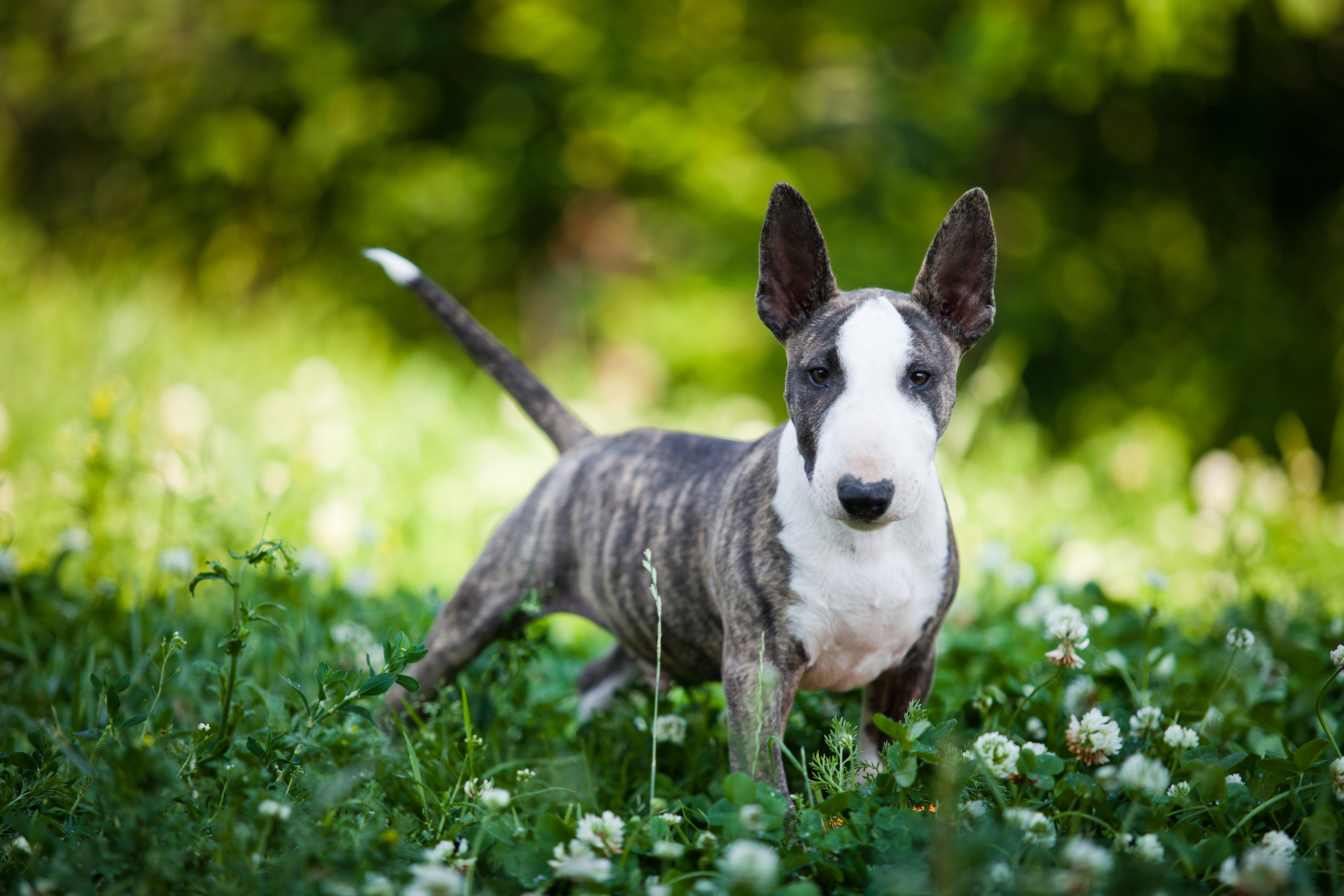 Miniature bull terrier