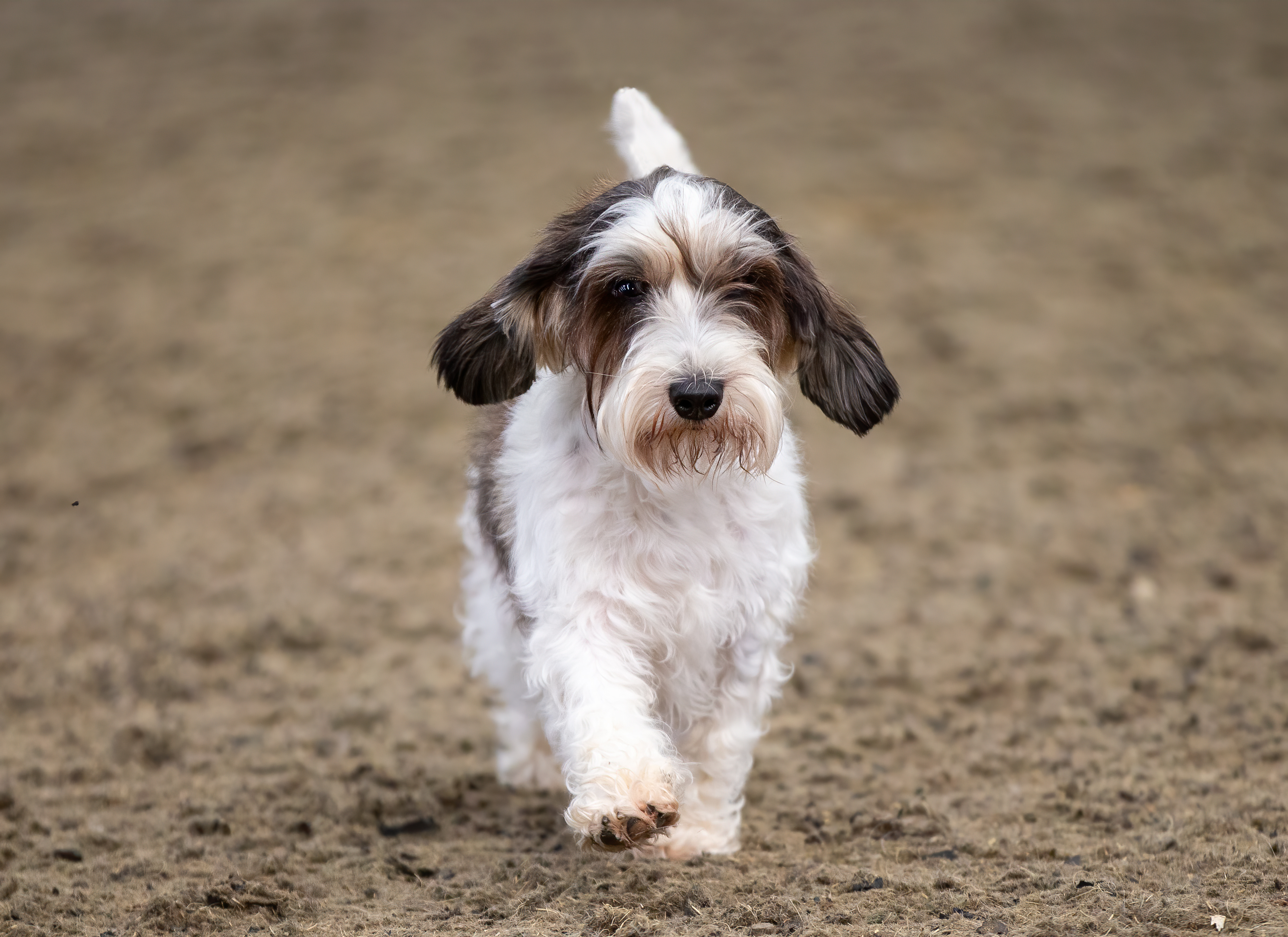 Petit basset griffon vendéen puppy