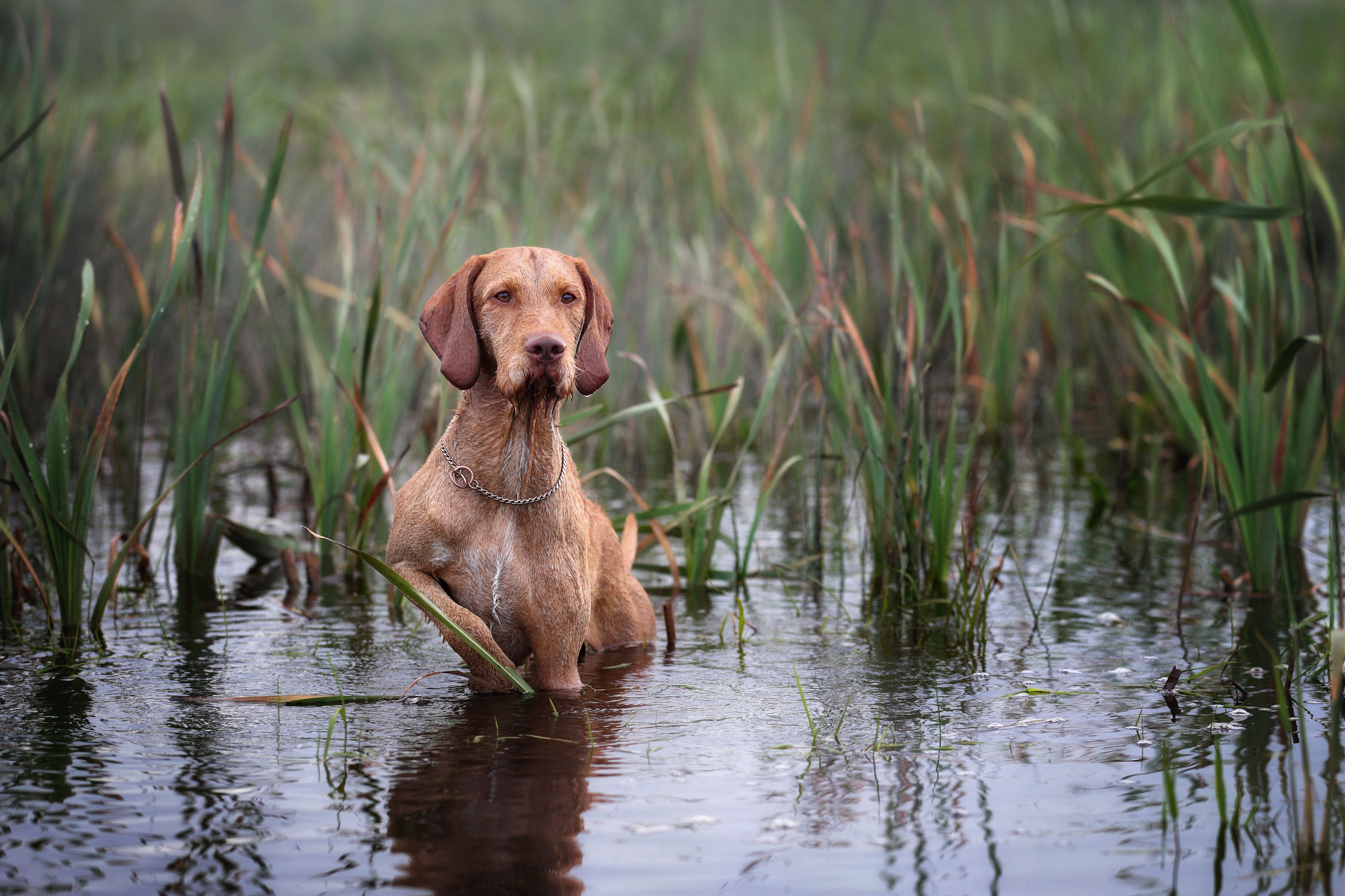 Wirehaired vizsla, a skilled hunter and tracker