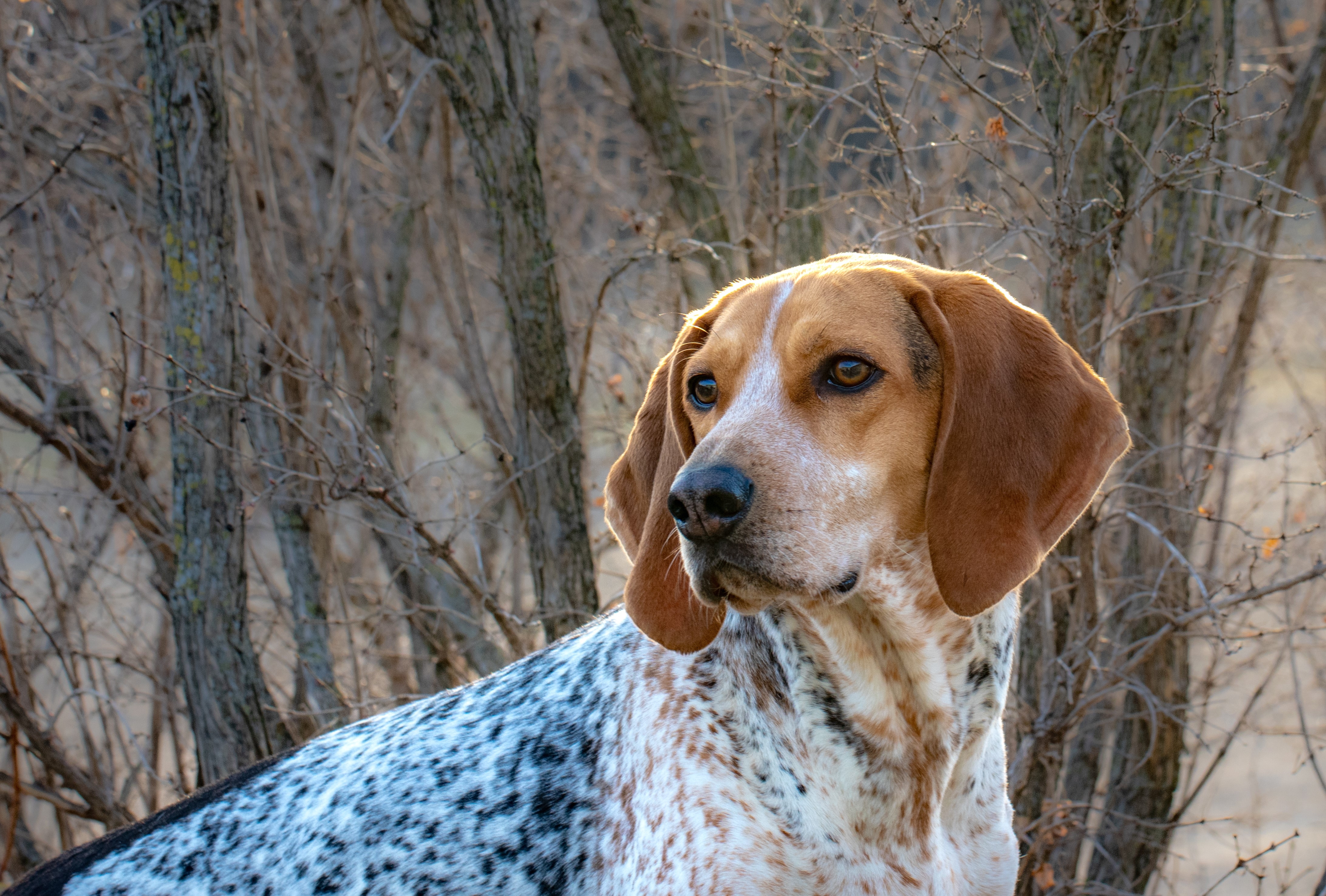 American English coonhound