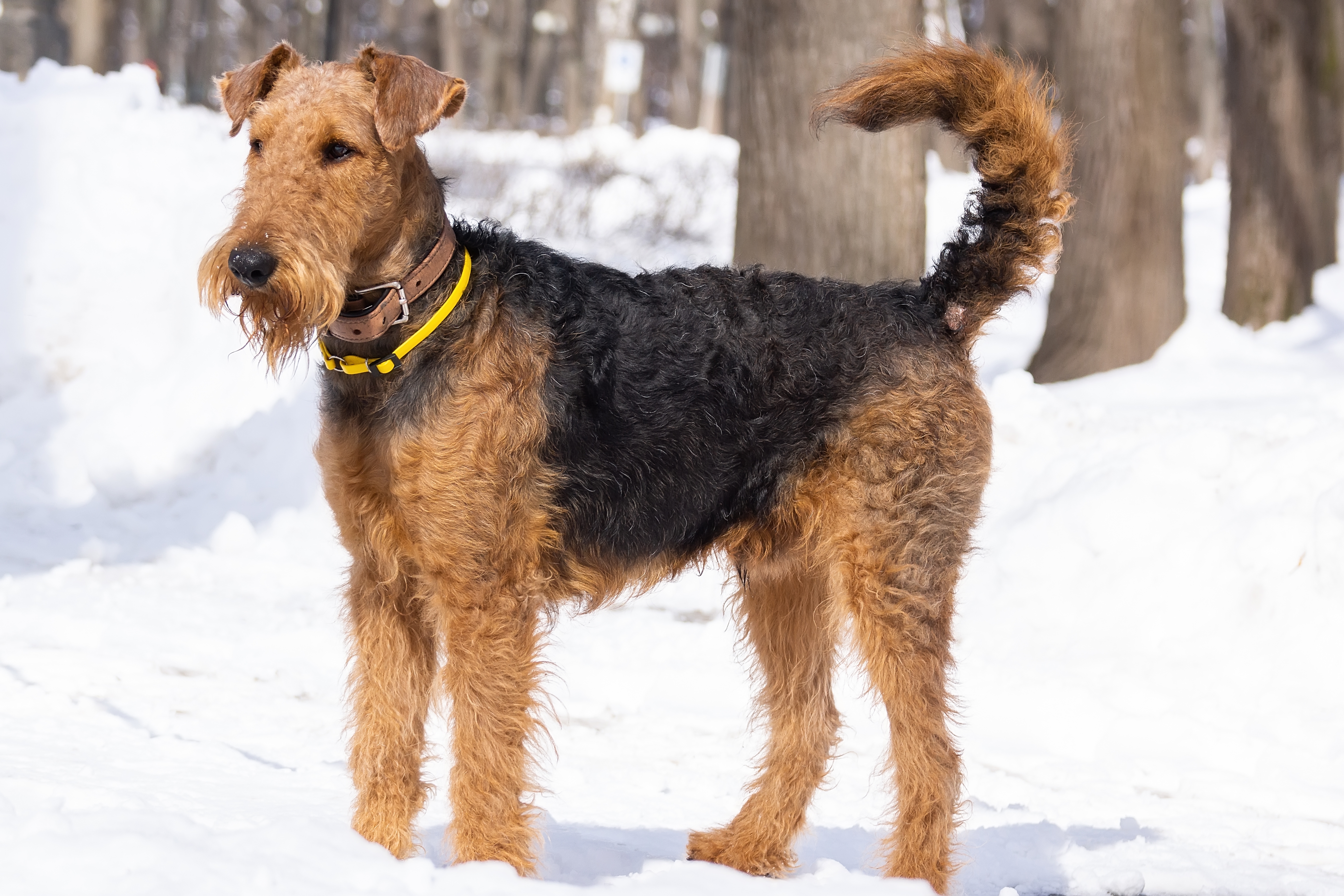 Welsh terrier