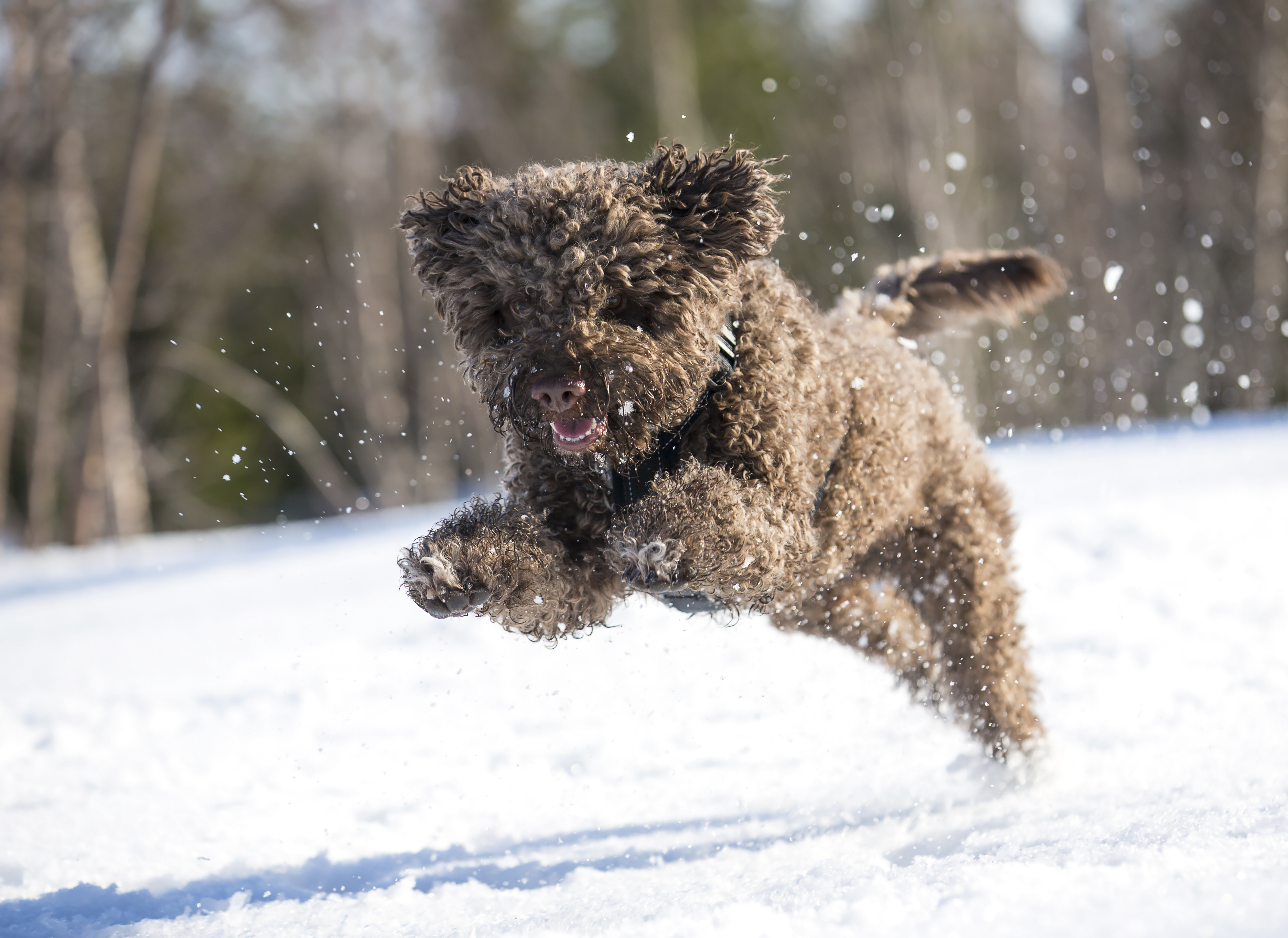 Lagotto Romagnolo