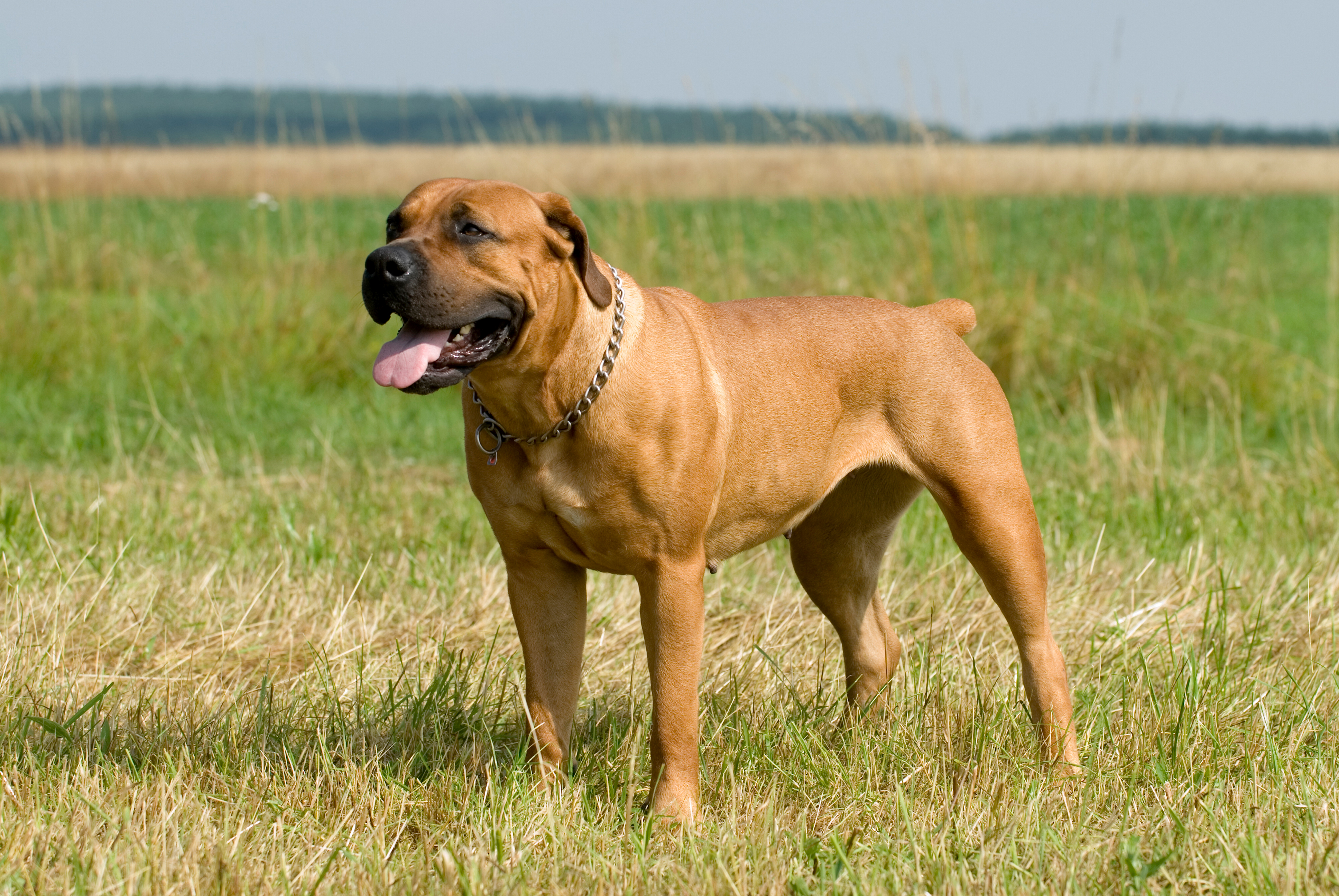 Boerboel