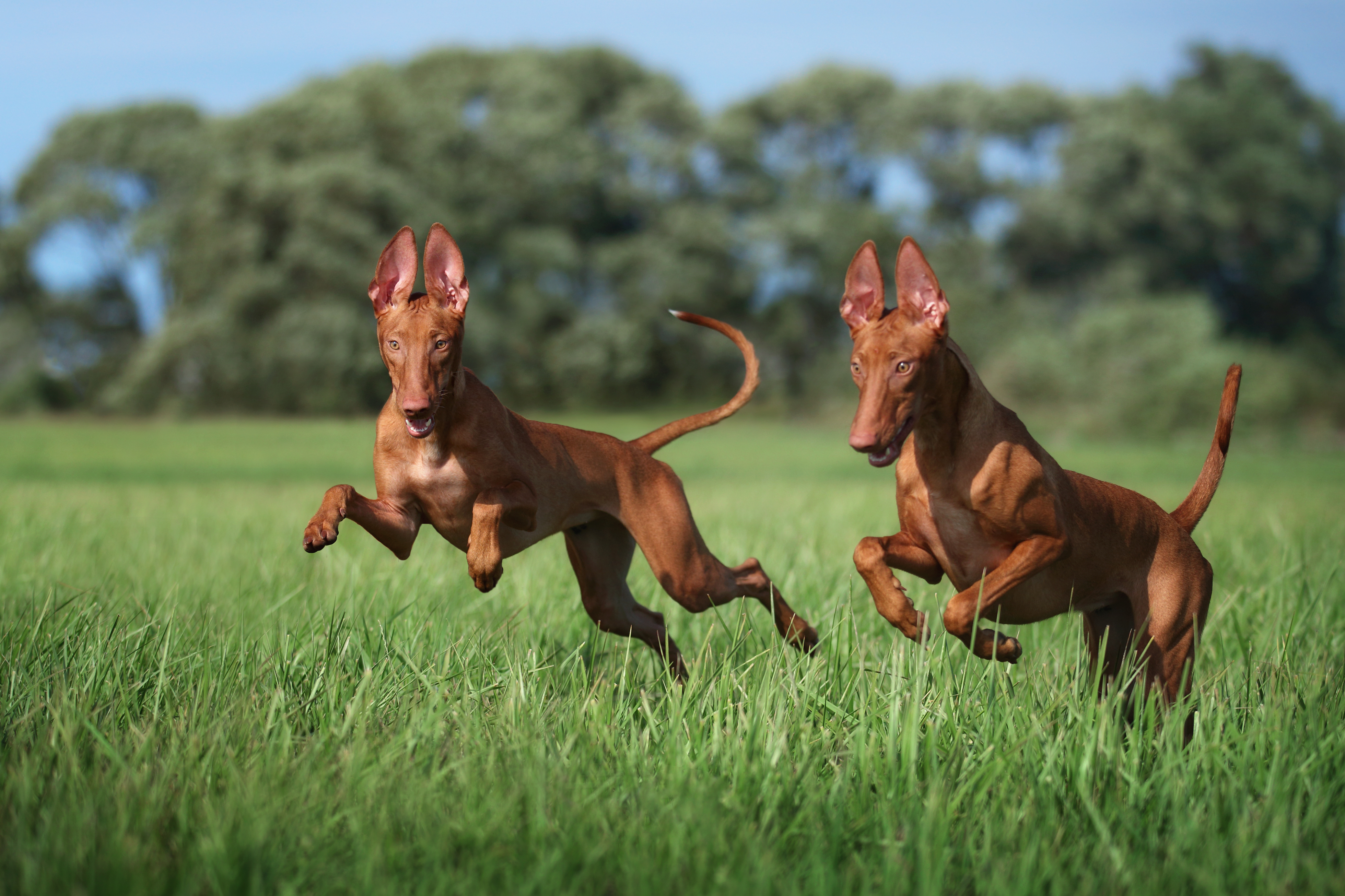 Pharaoh hounds play in a field