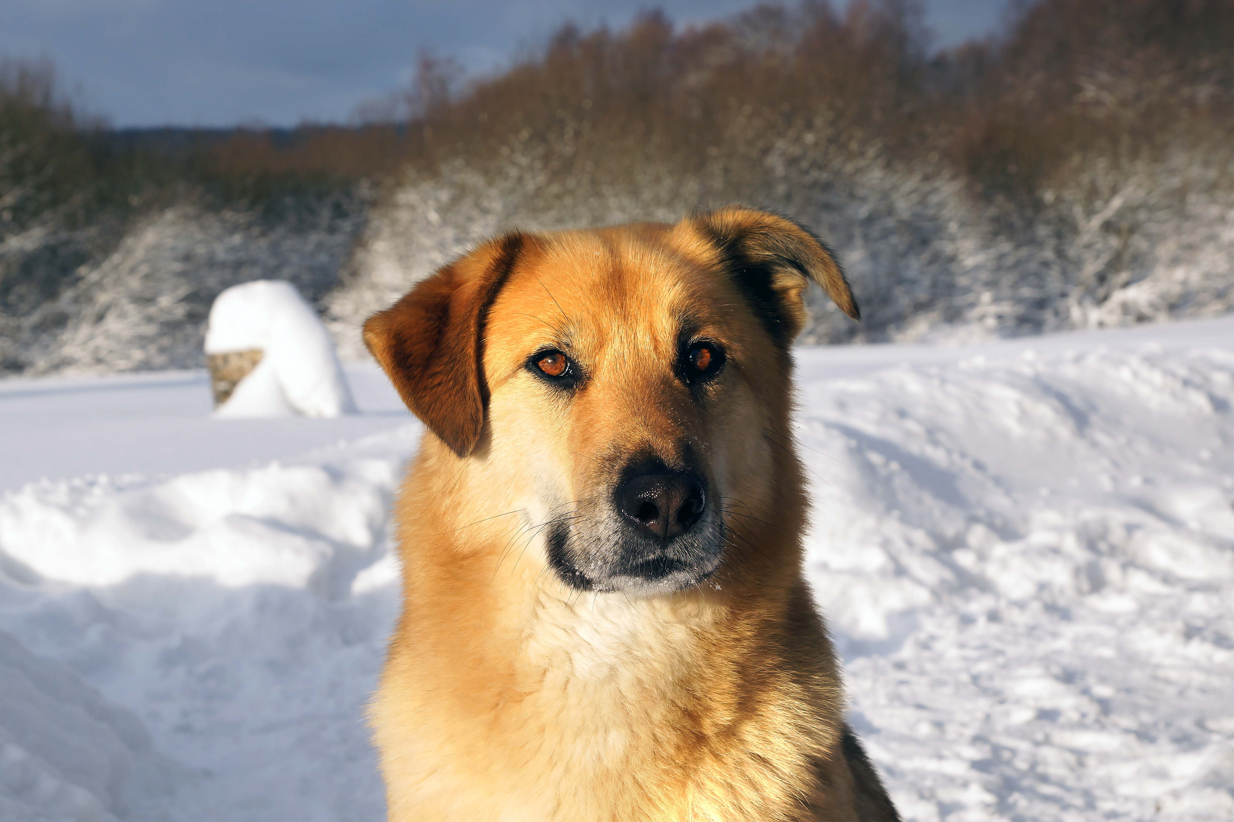 Chinook sled dog