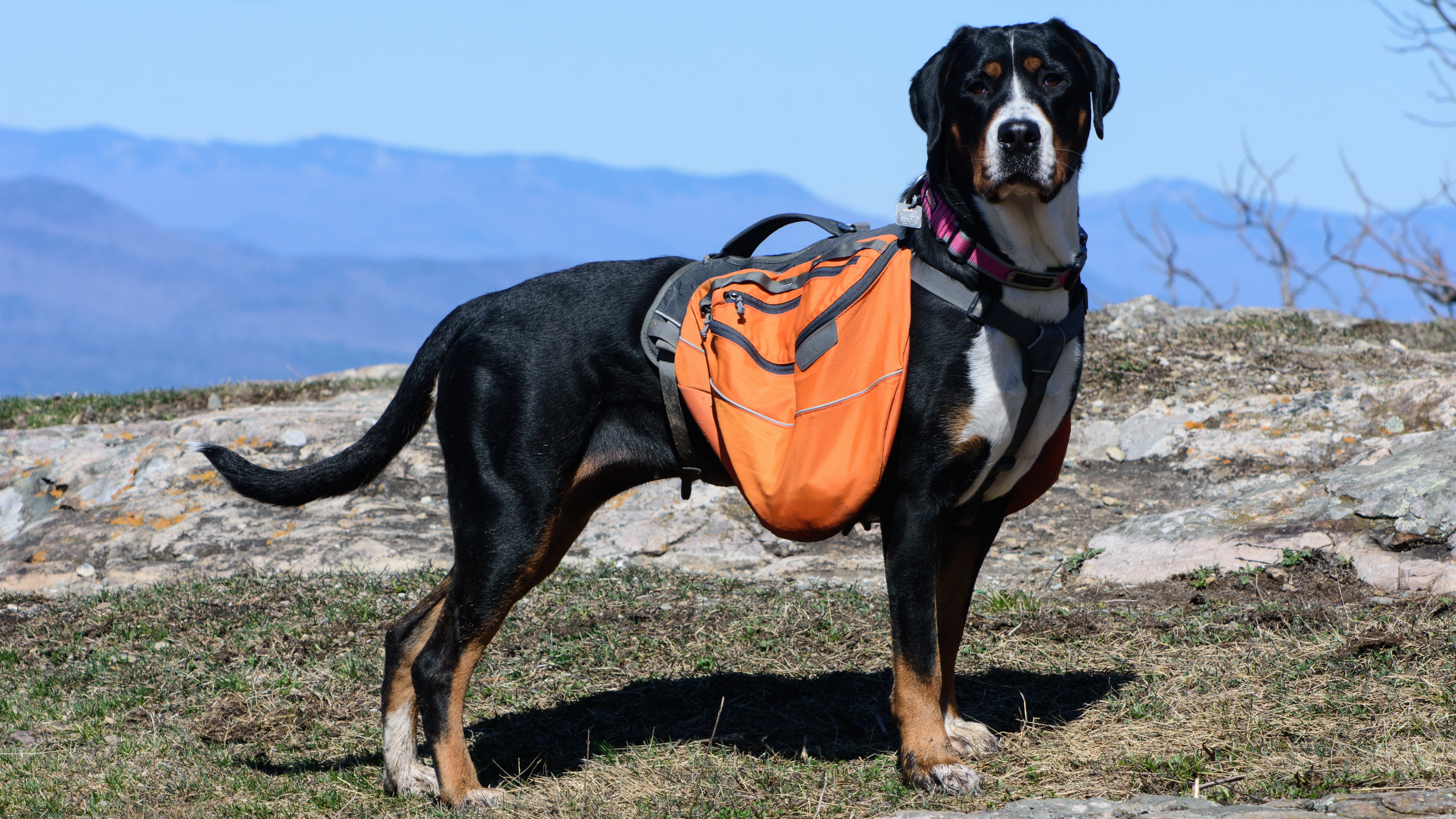 Greater Swiss mountain dog on a hike