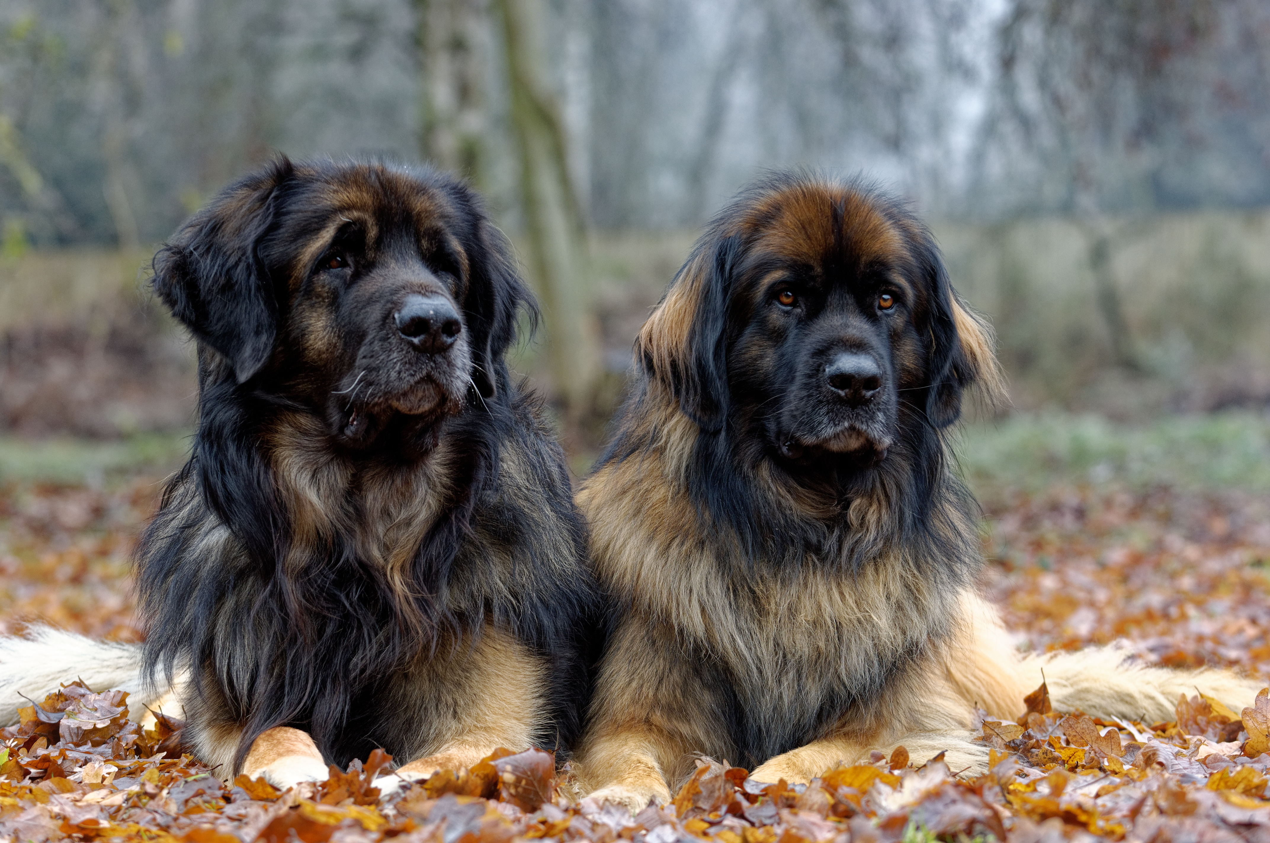 Leonberger dogs